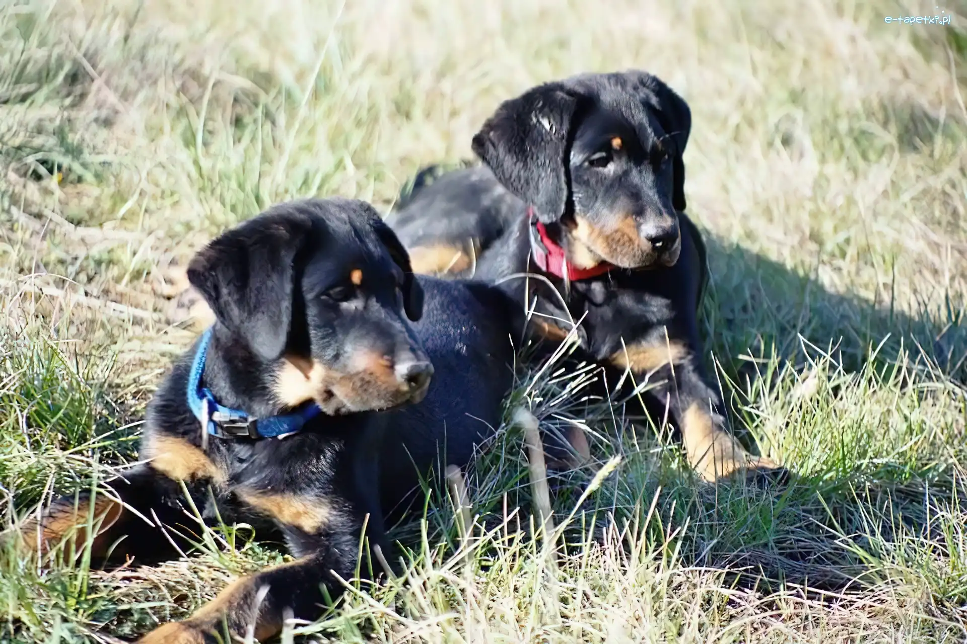Owczarki francuskie Beaucerony, młode, Dwa