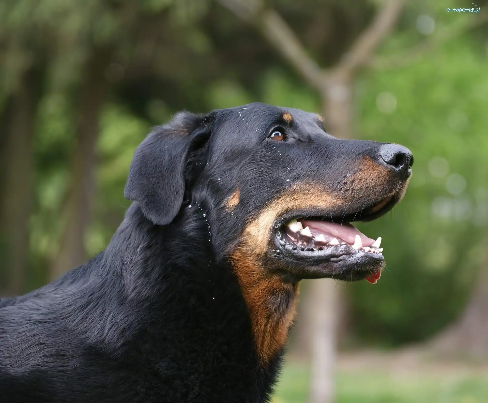 Owczarka francuskiego Beaucerona, Pysk
