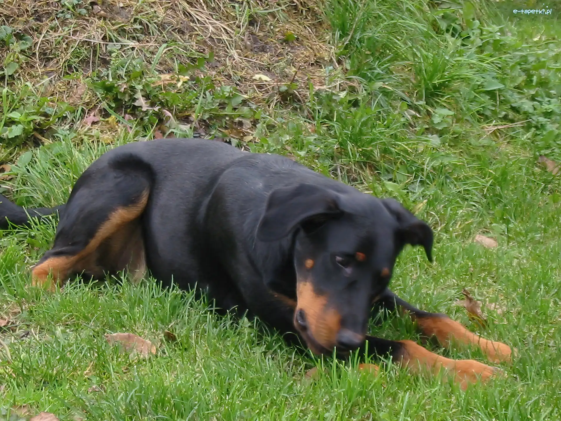 Beauceron, Czarny