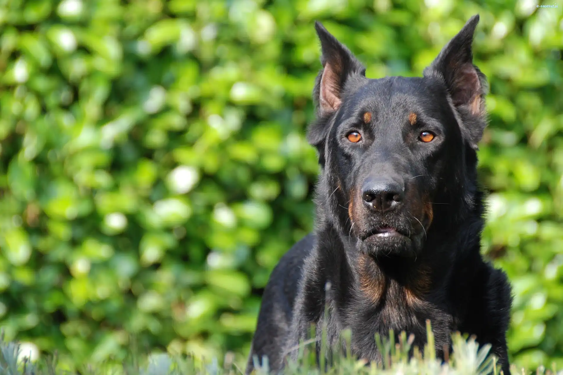 oczy, brązowe, Owczarek francuski Beauceron