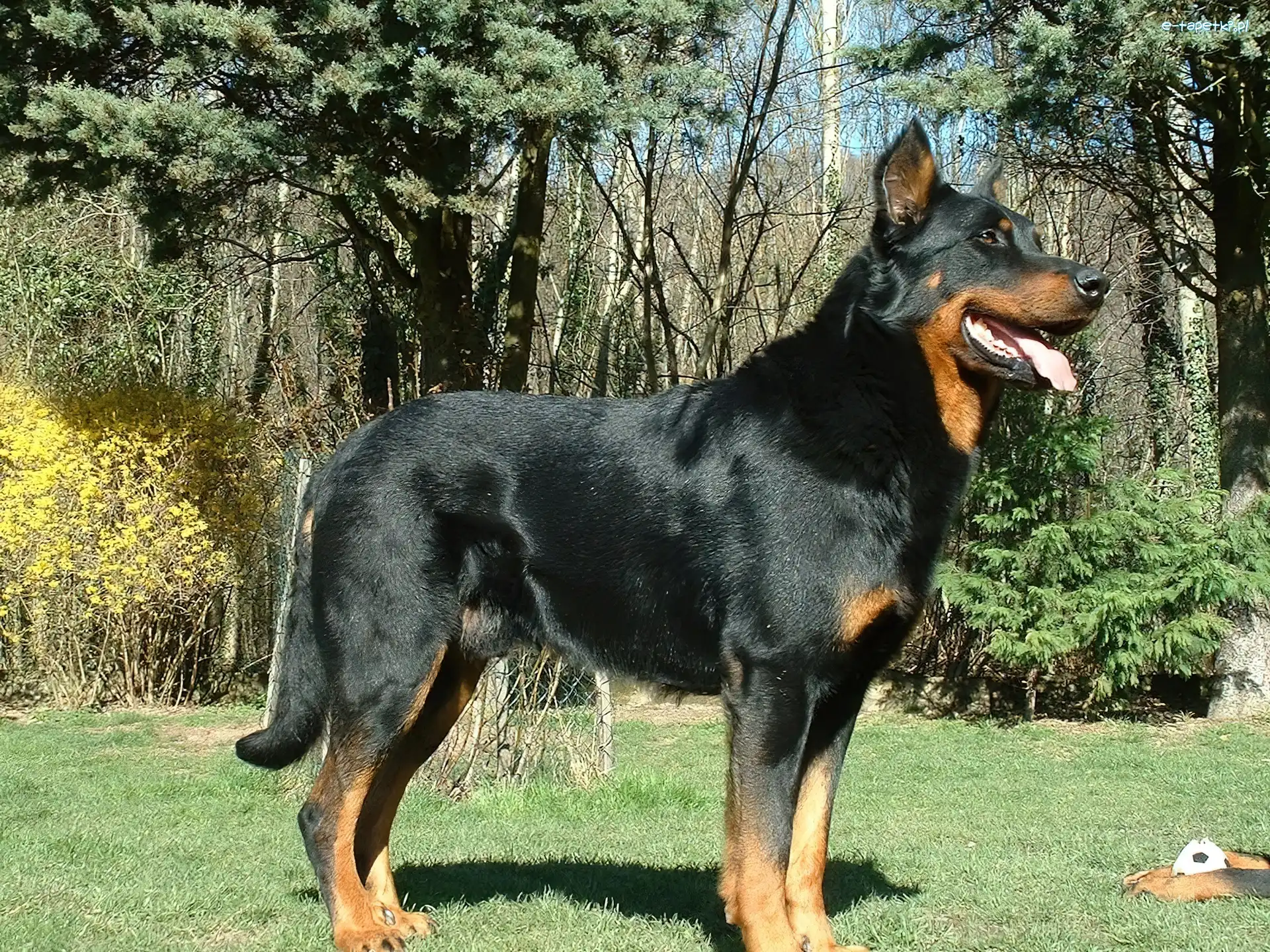Beauceron, podpalany, Czarny