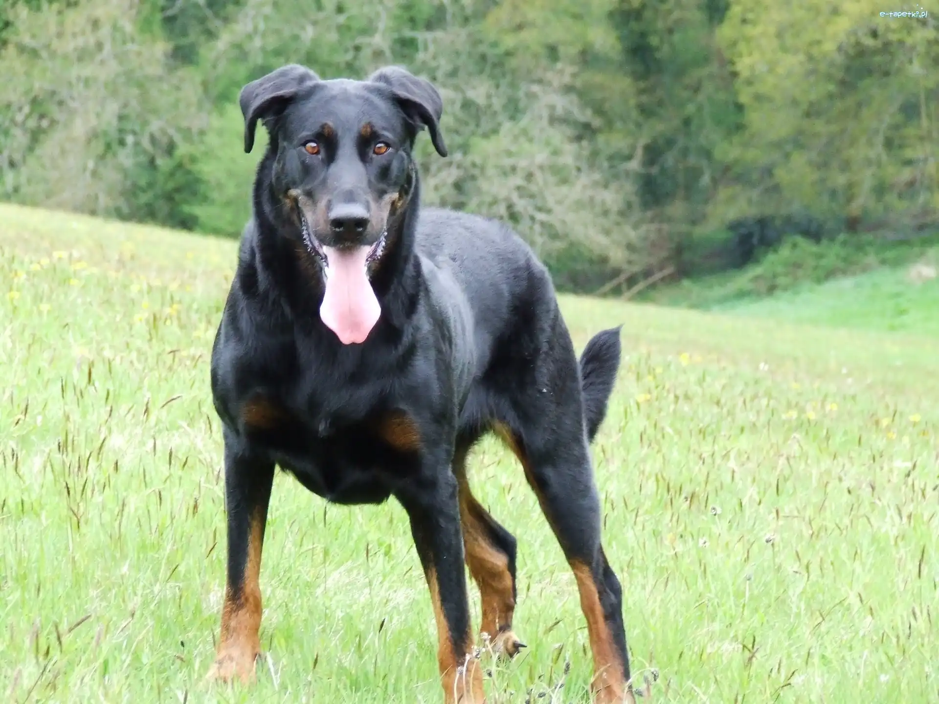 Beauceron, piękny, Duży