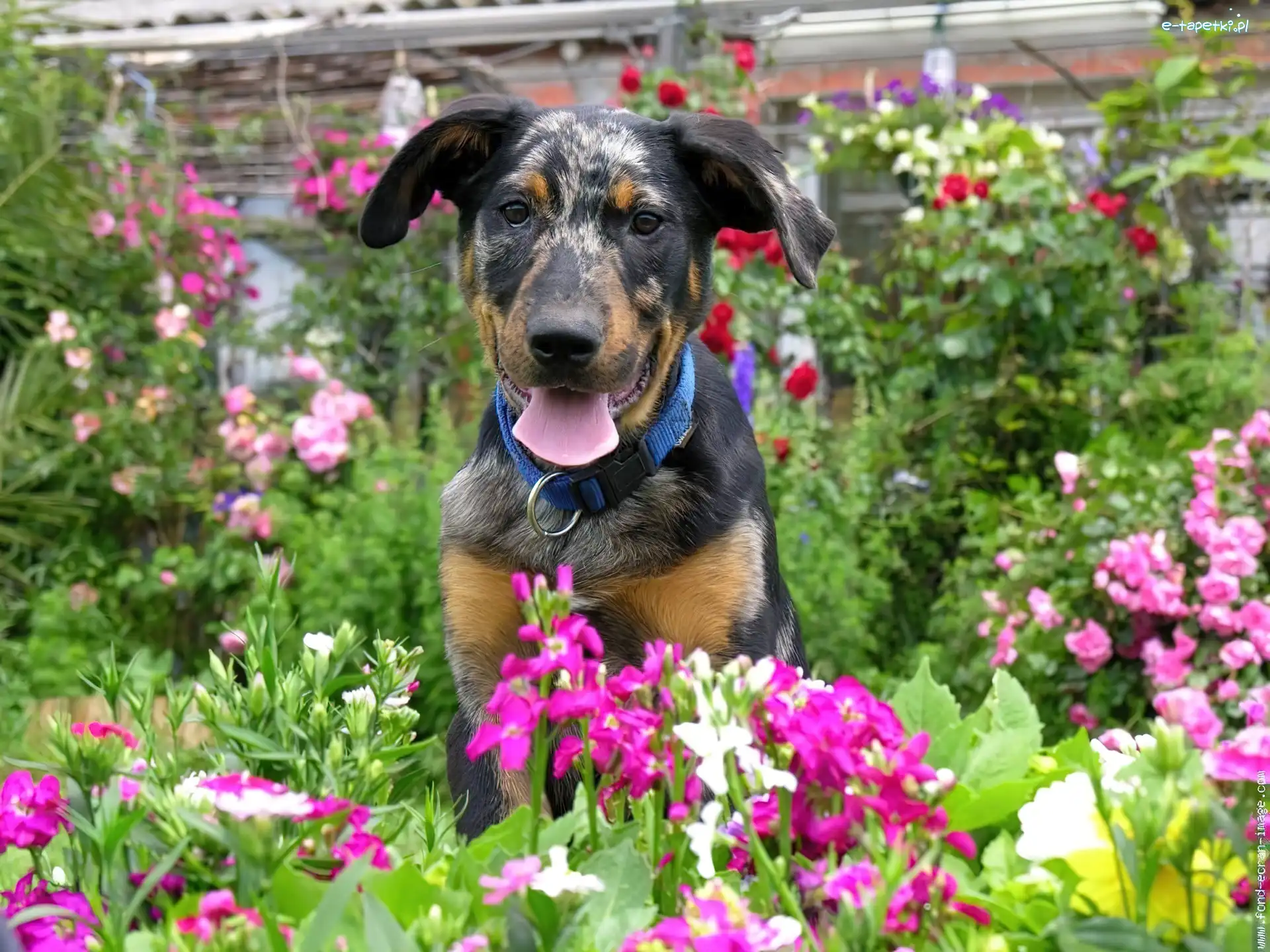 ogród, Owczarek francuski Beauceron, Młody