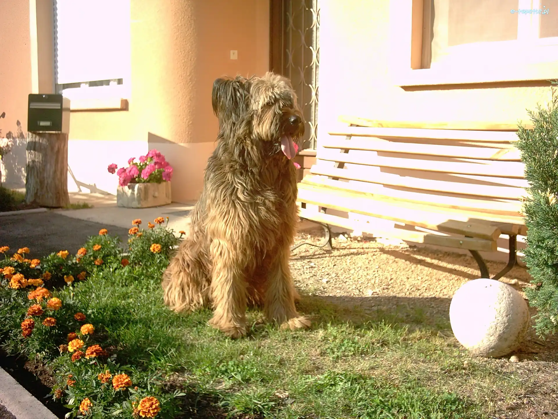 kwiatki, ławka, Owczarek francuski Briard