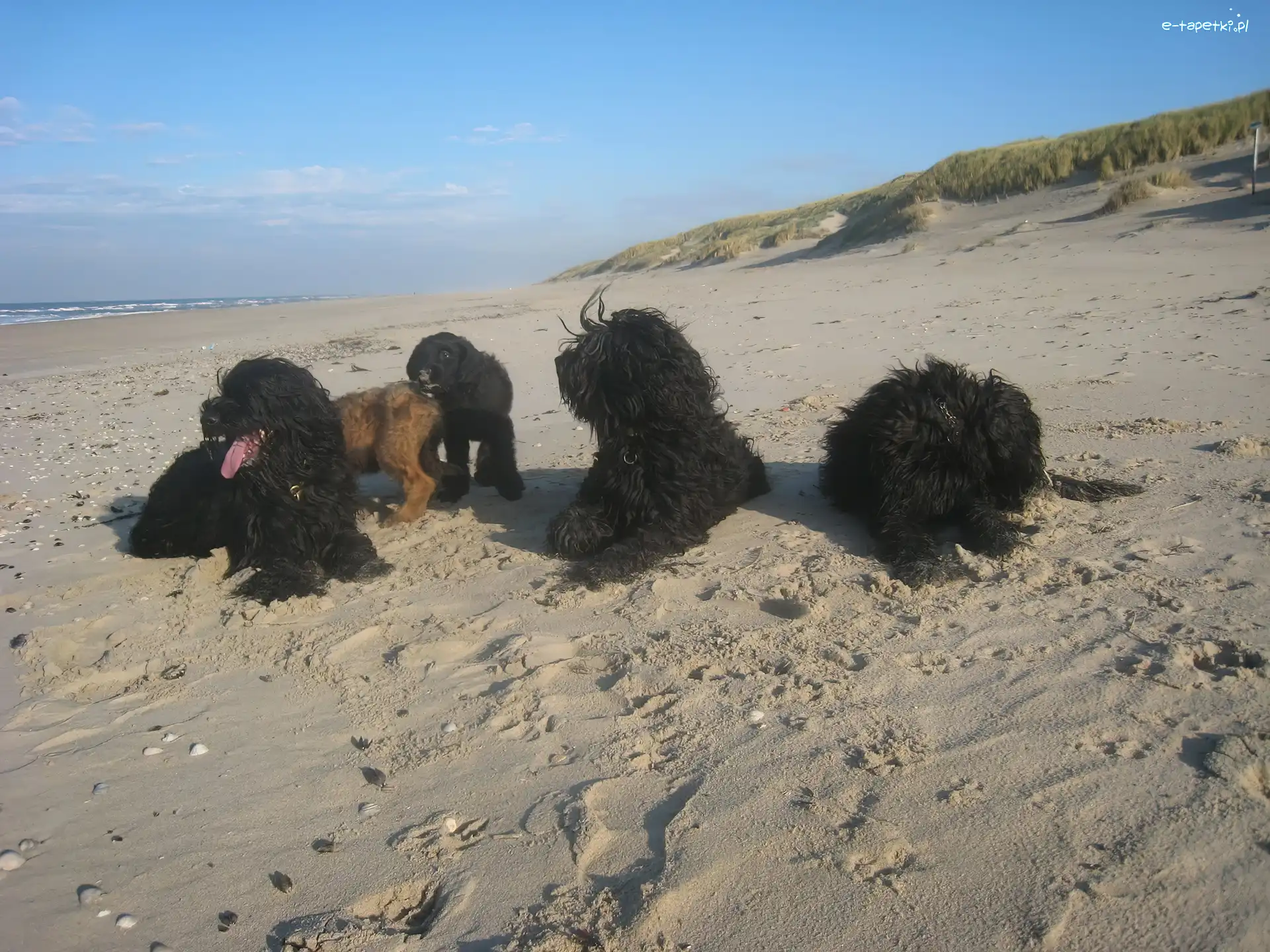 plaża, Owczarki francuskie Briard
