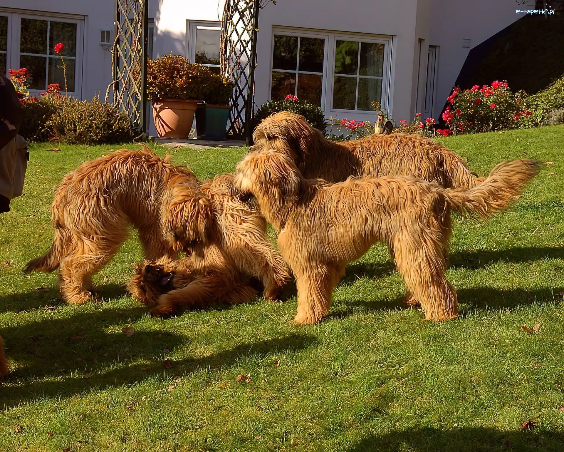 Briardy, Cztery