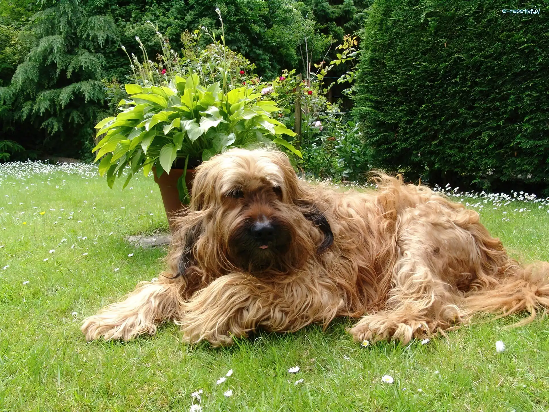 ogród, Owczarek francuski Briard