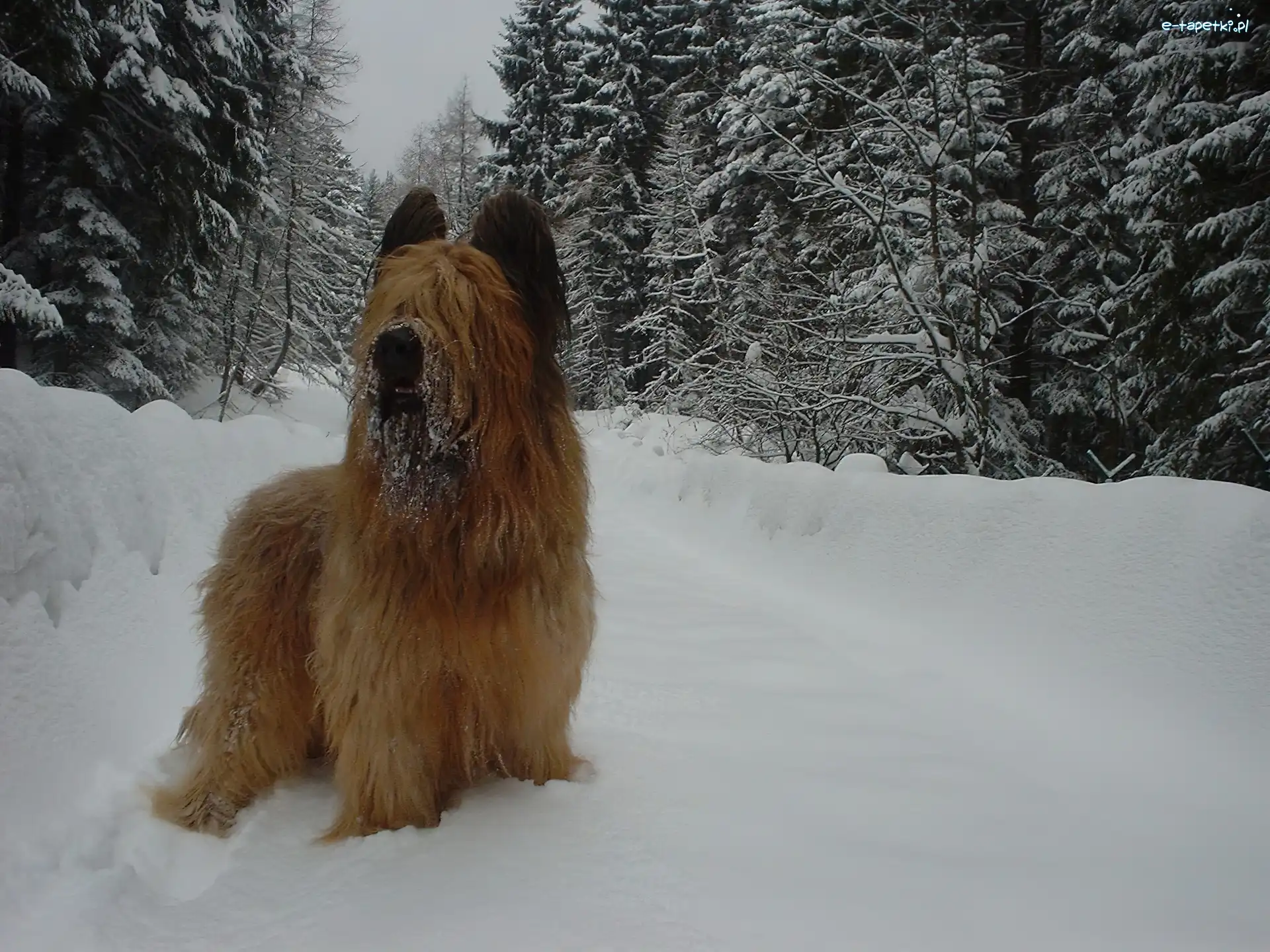 choinki, śnieg, Owczarek francuski Briard