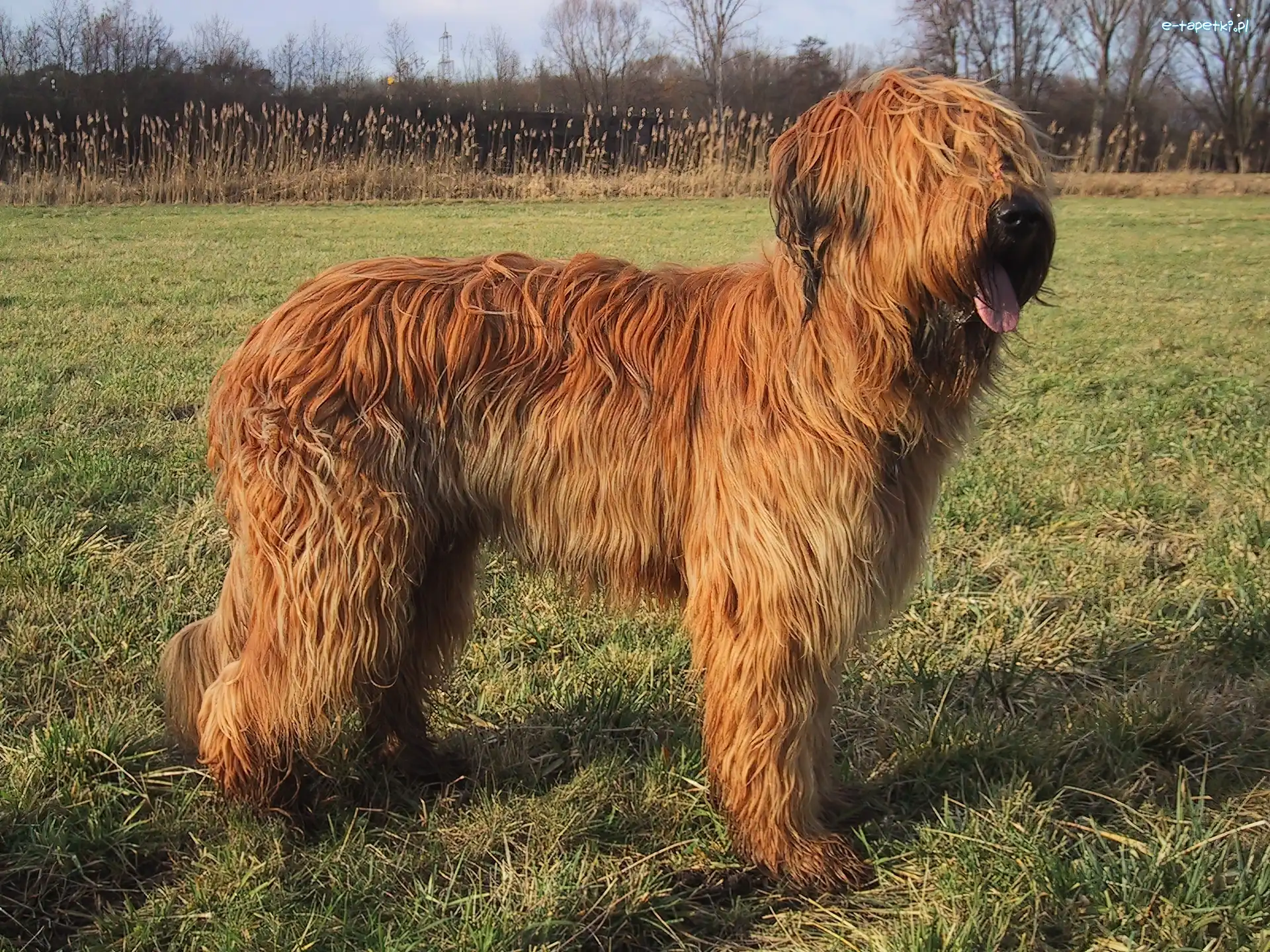 umaszczenie, płowe, Owczarek francuski Briard