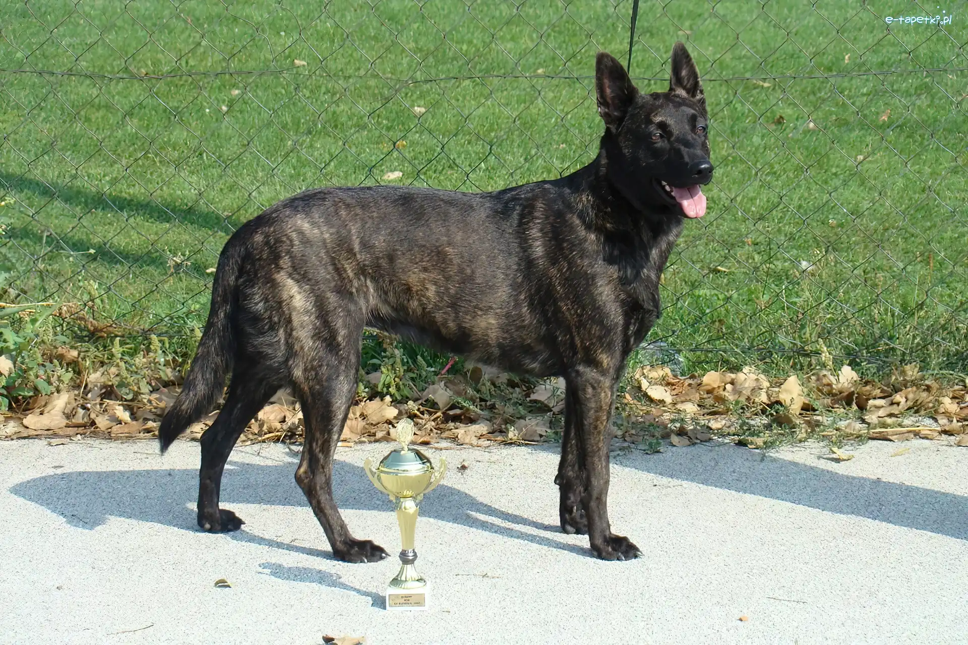 puchar, Owczarek holenderski