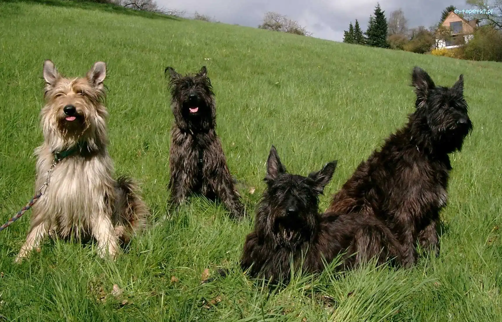 Berger de Picardie, Owczarki pikardyjskie, Cztery