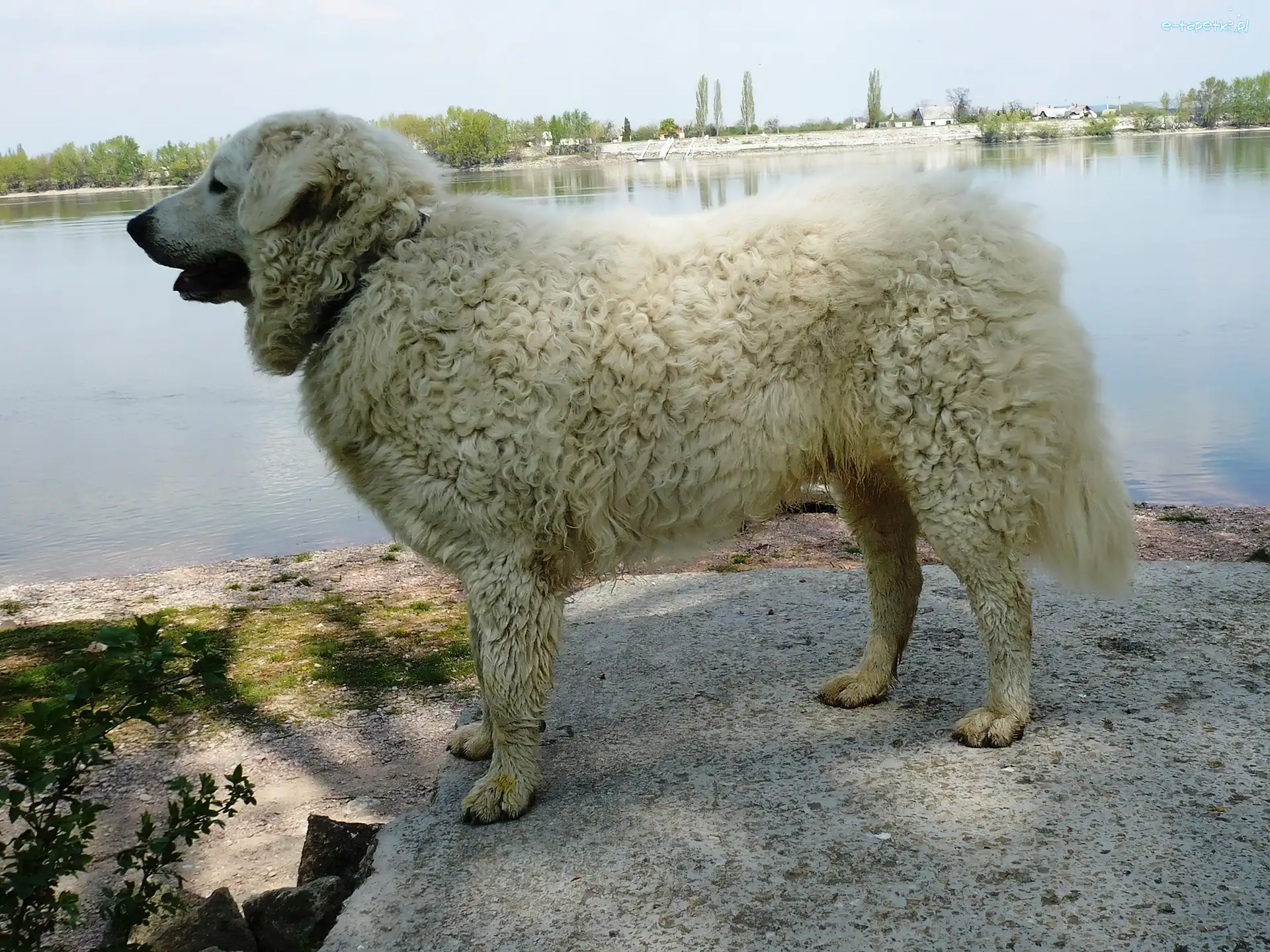woda, Owczarek węgierski Kuvasz