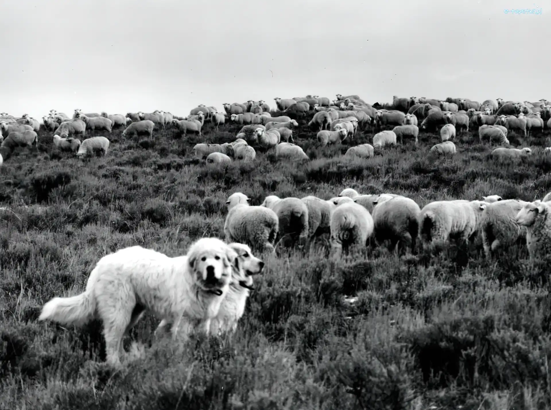 owce, stado, Owczarki węgierskie Kuvasz