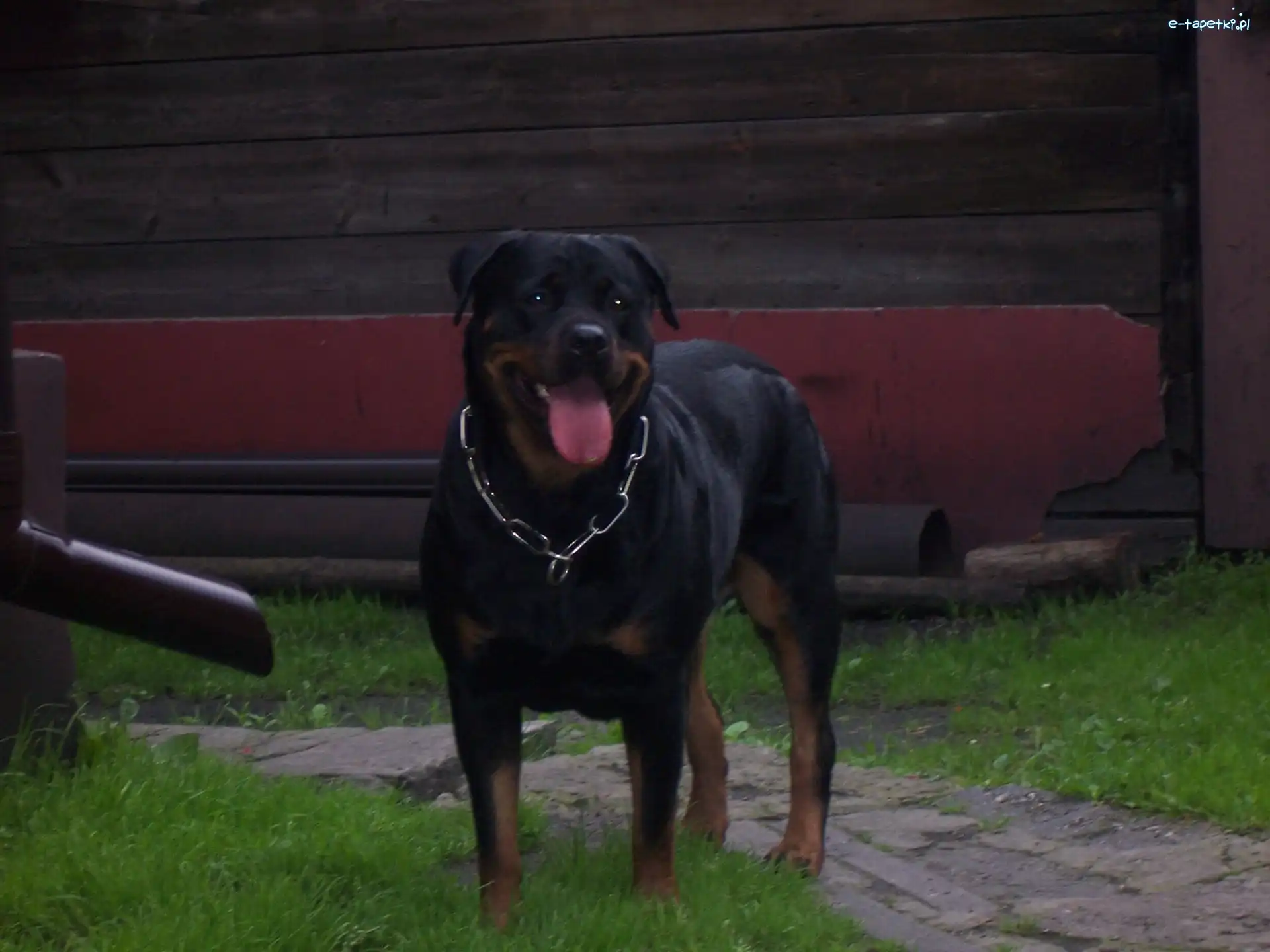 Obroża, Rottweiler