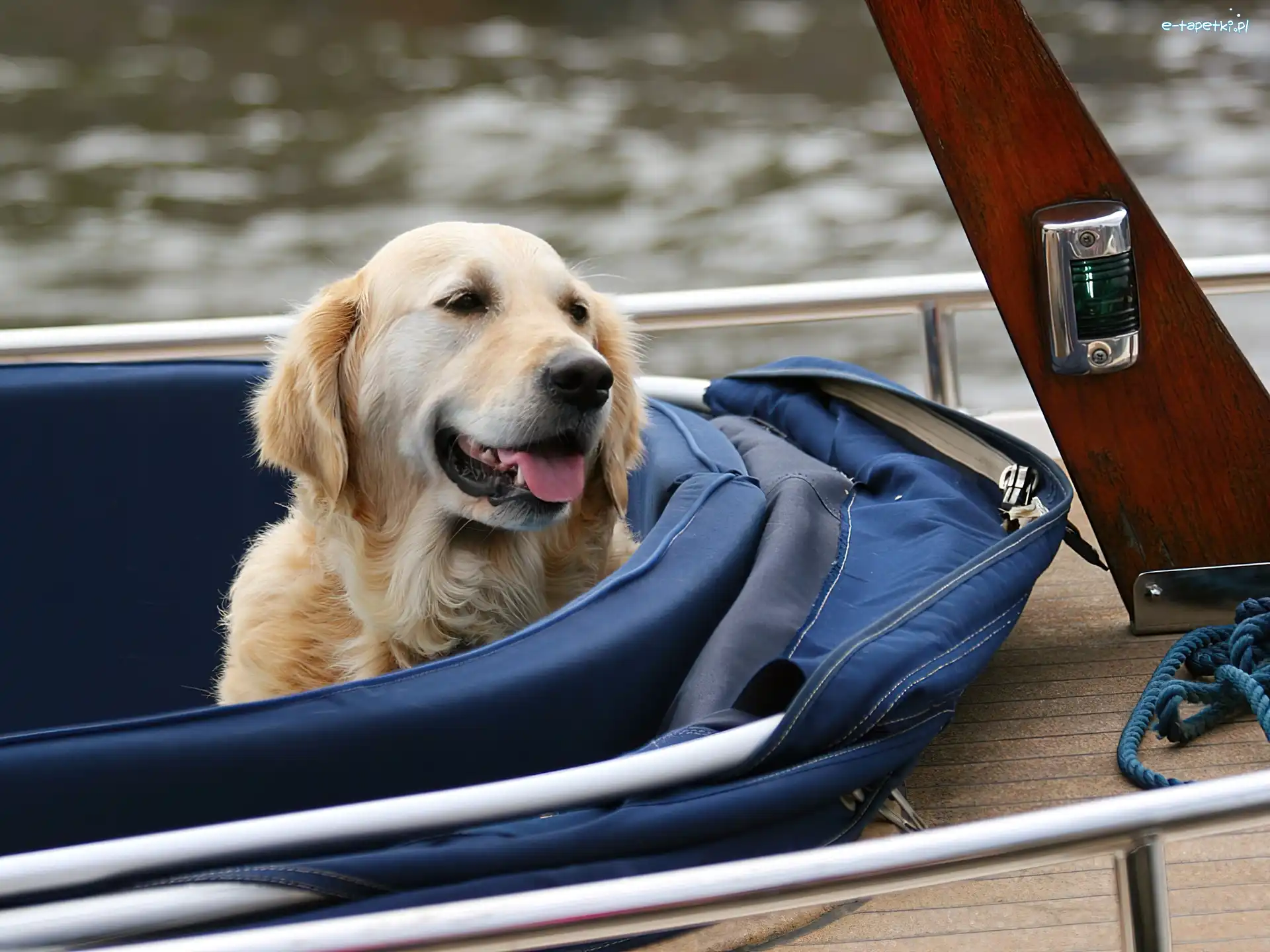 Golden Retriever, Pysk