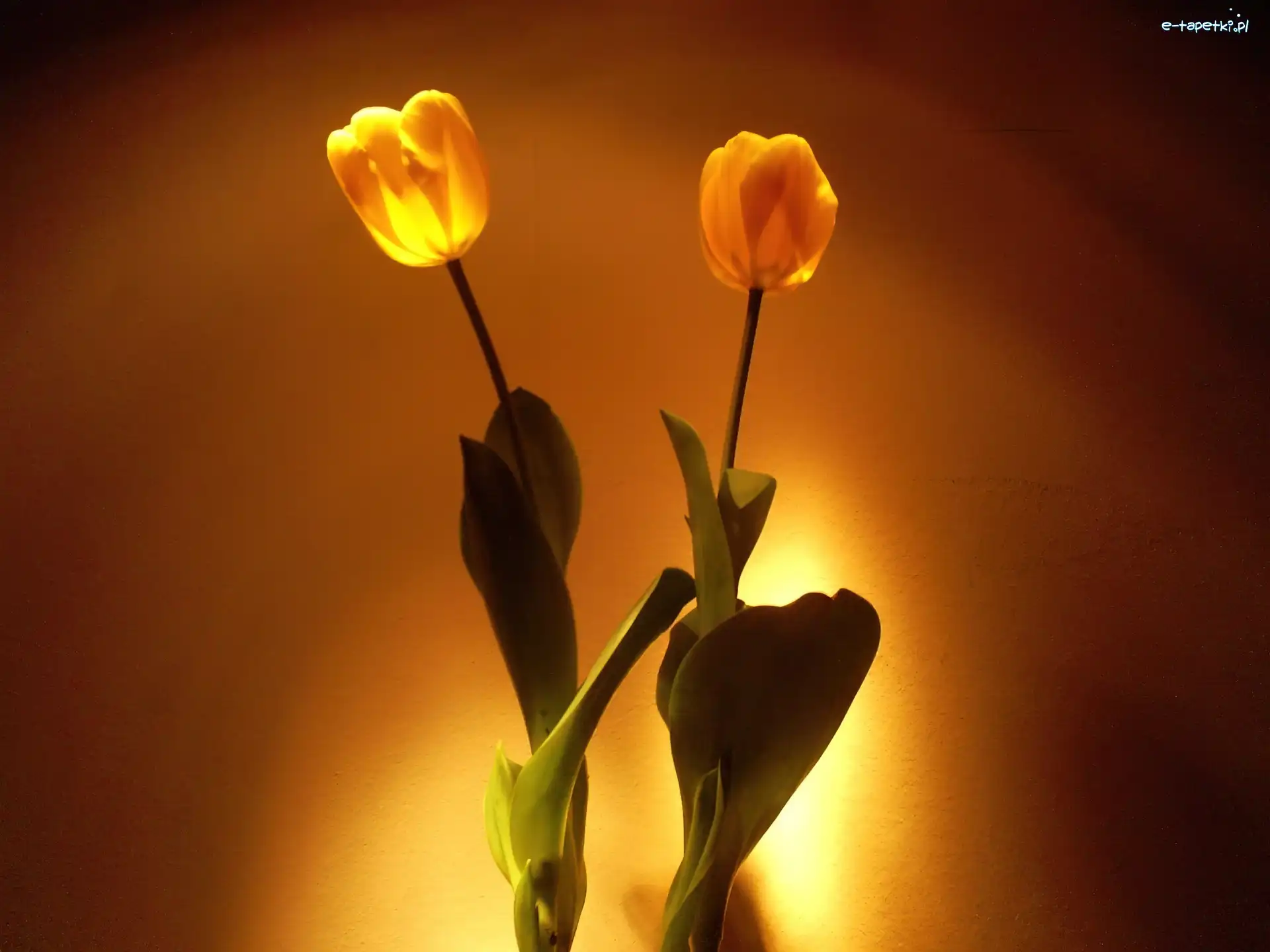 Tulipany, żółte, Dwa