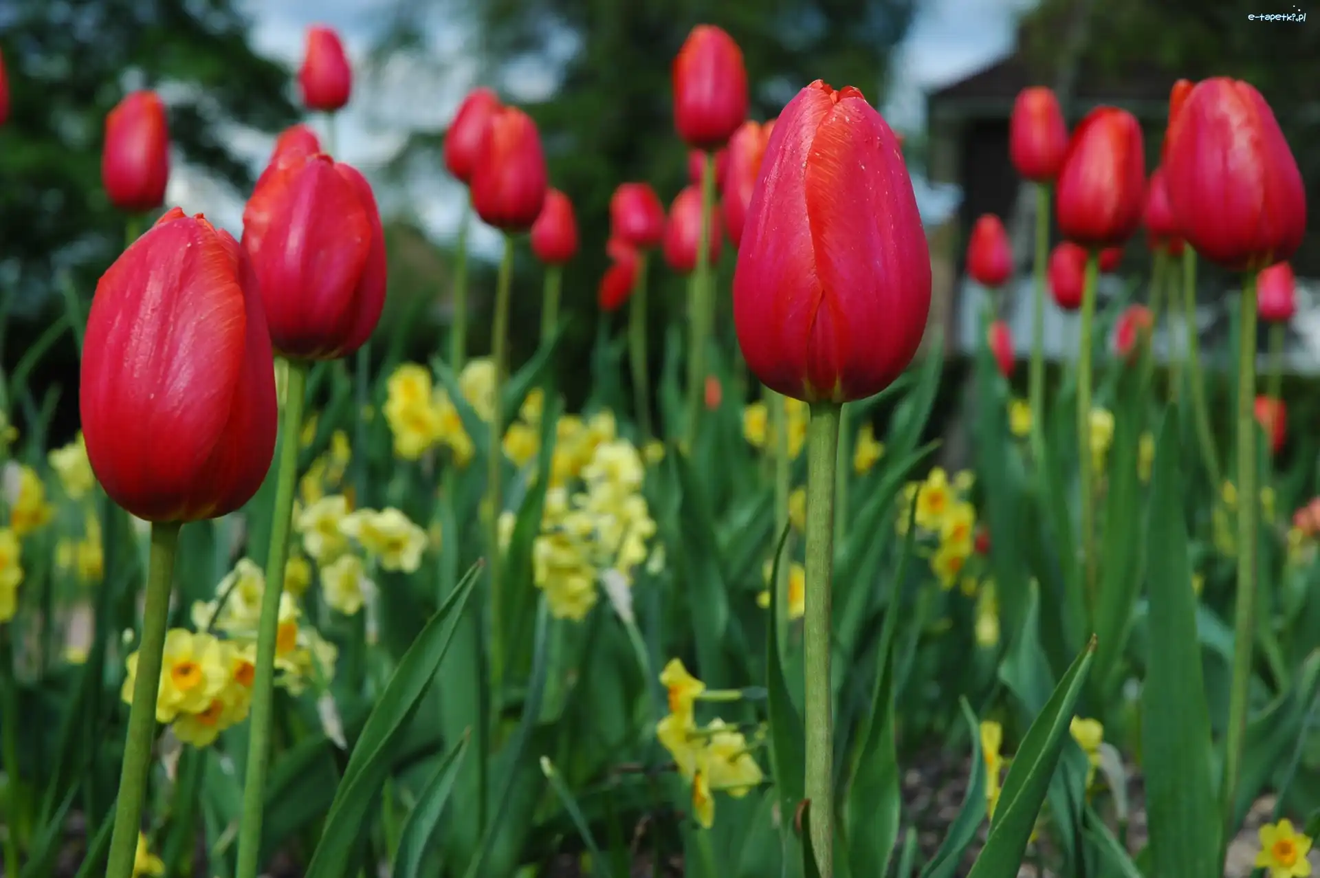 Tulipany, Czerwone