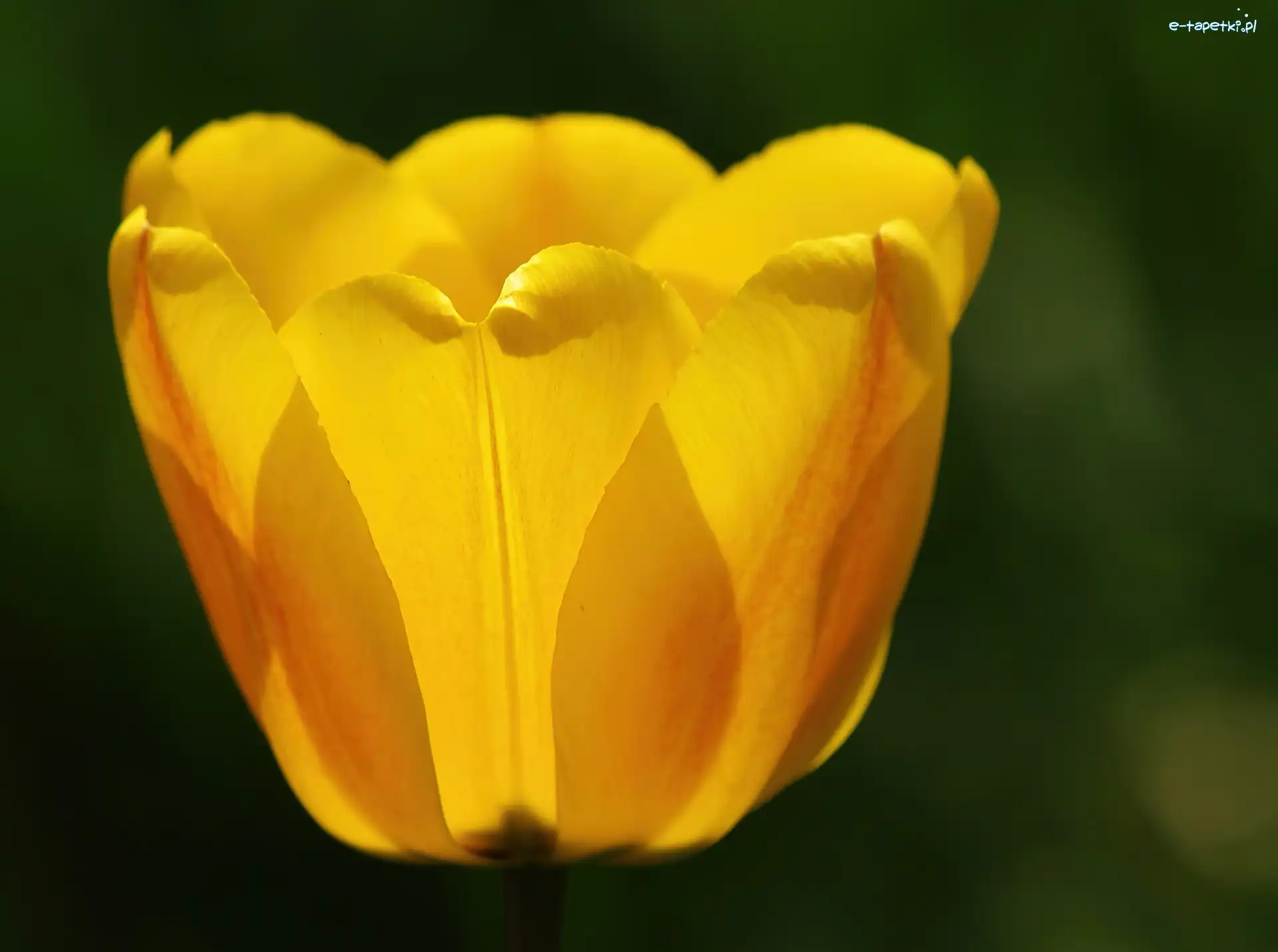 Tulipan, Żółty