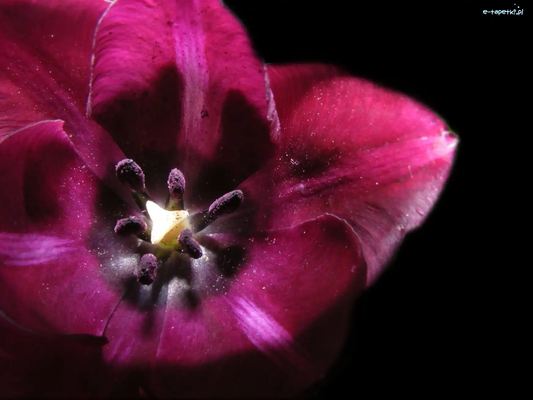 Tulipan, Fioletowy