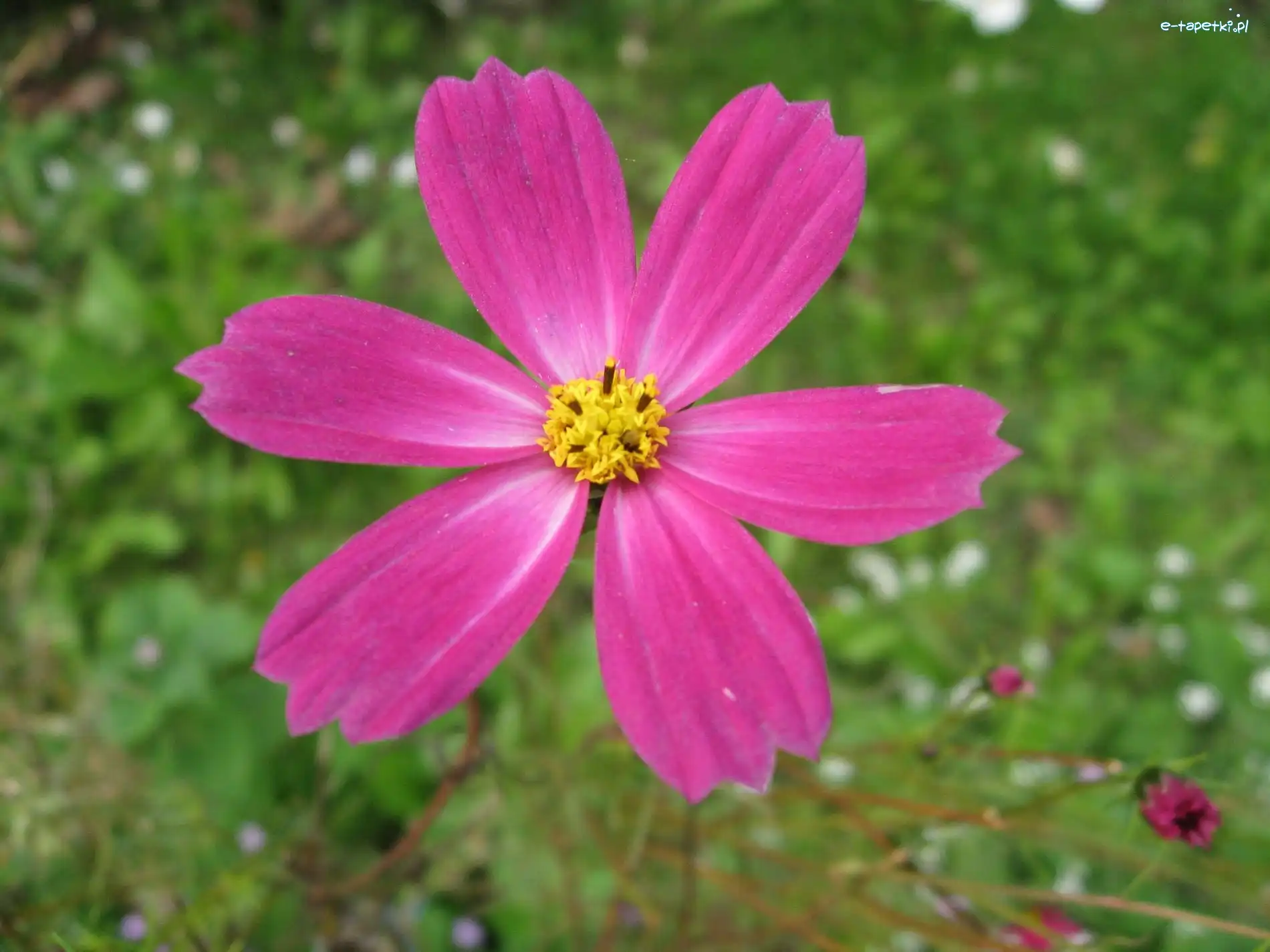 Cosmos odętka, Różowy