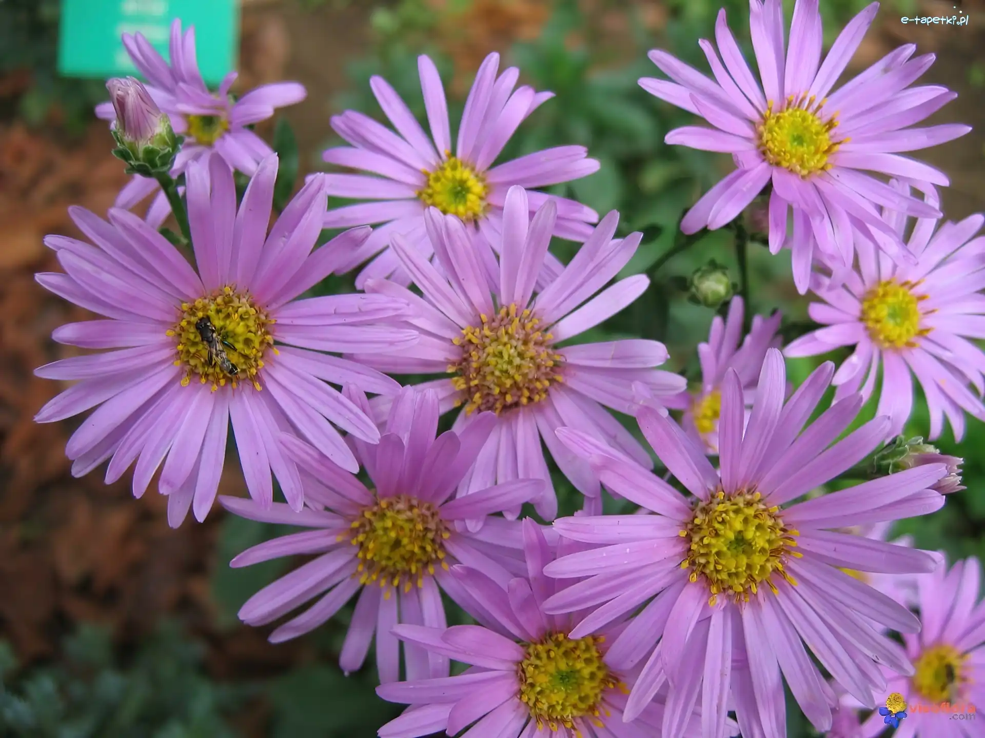 Aster alpejski