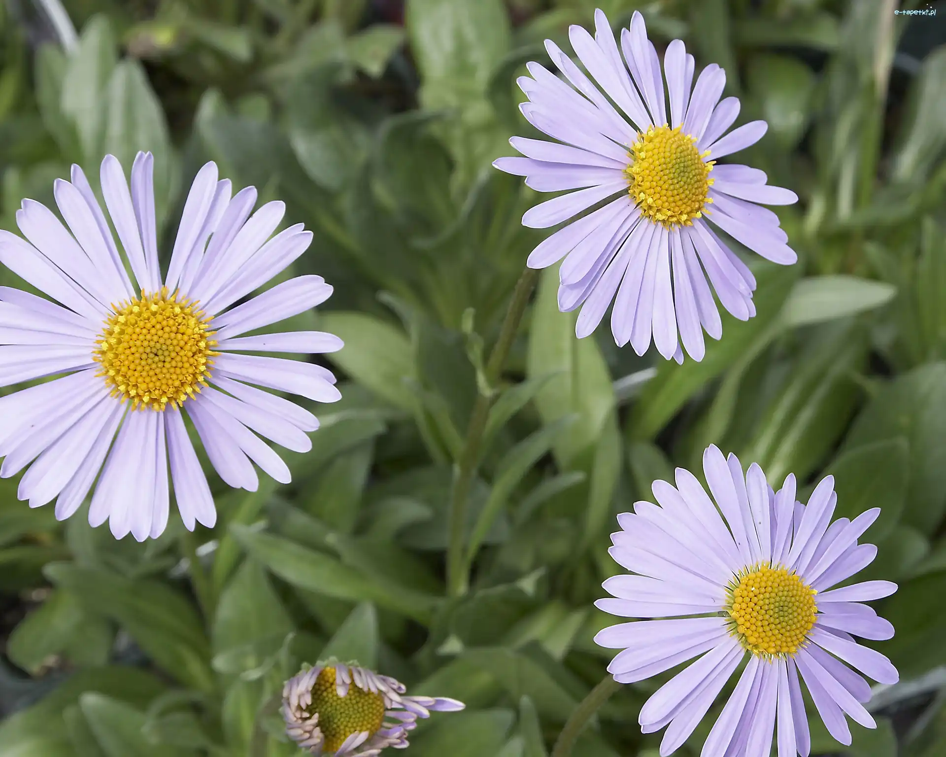 Aster alpejski, Żółty, Biały