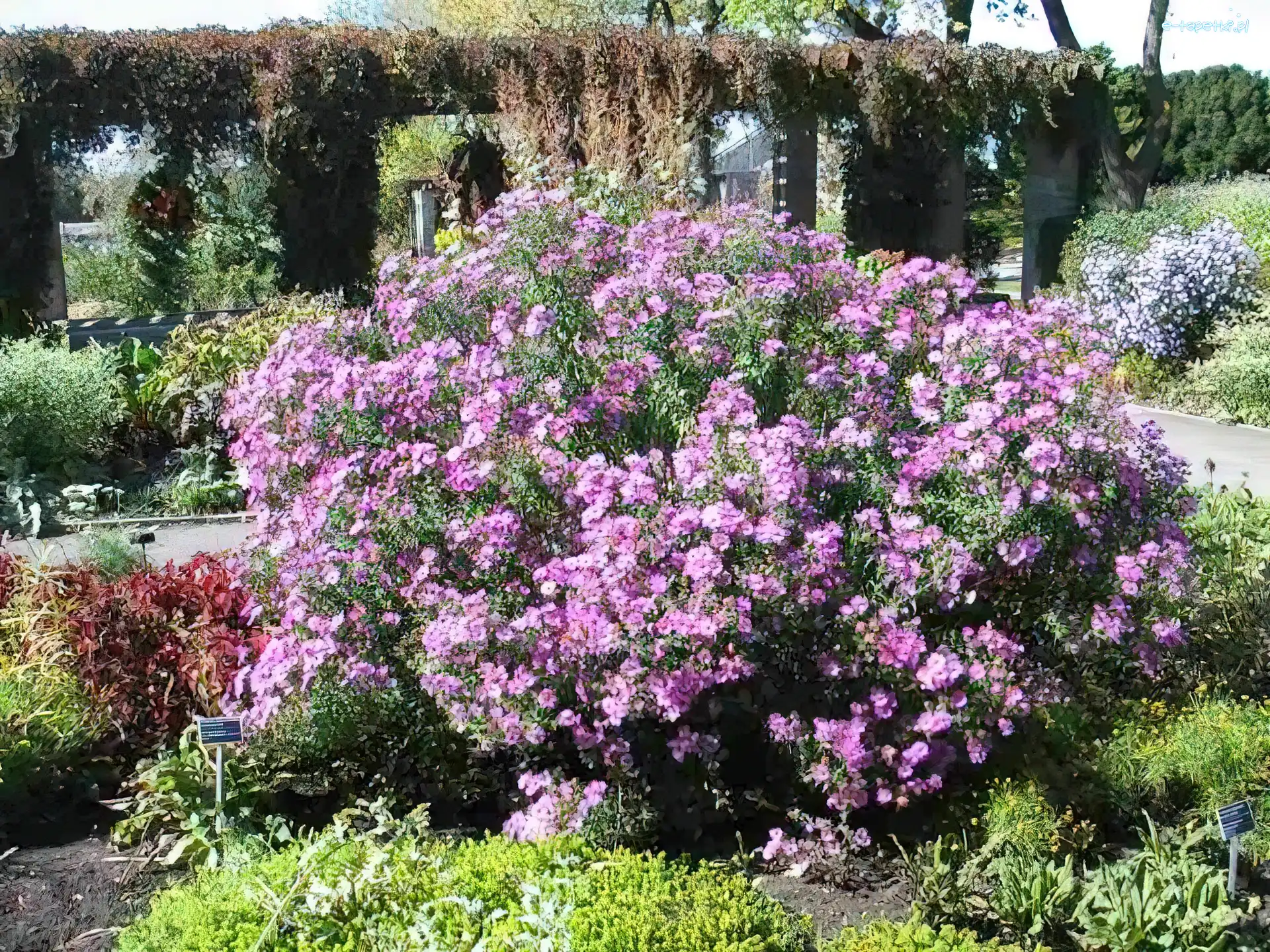 Ogród, Aster