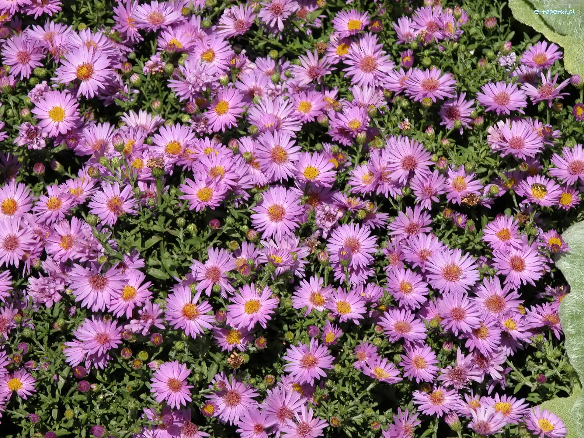 Kwiaty, Ozdobne, Aster gawędka
