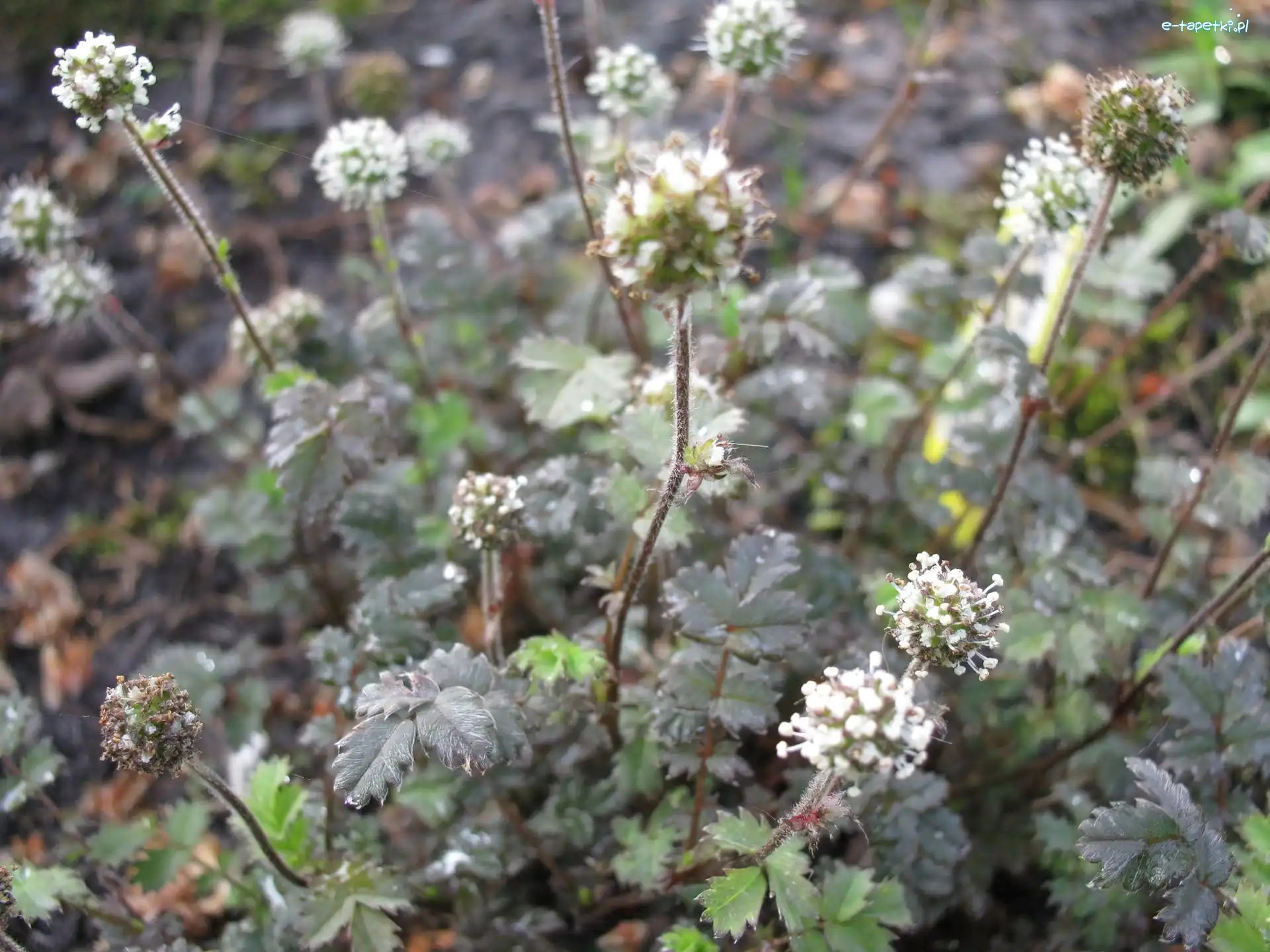 Acena Drobnolistna