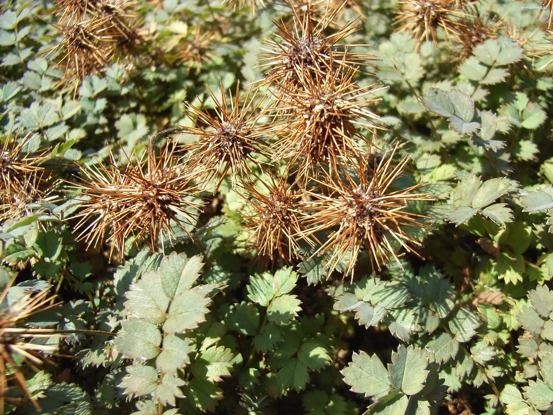 Acena Buchanana, Listki, Zielone