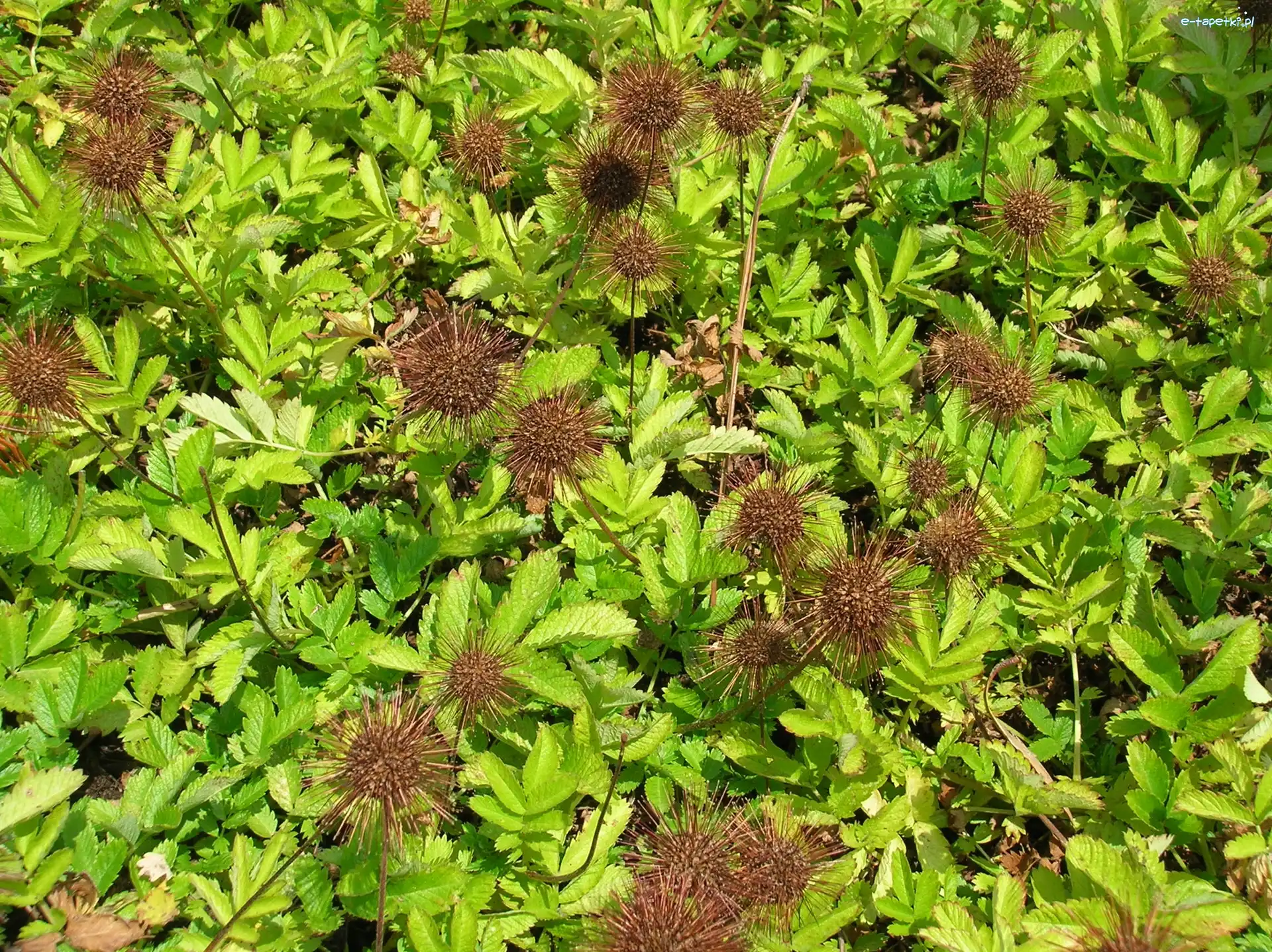 Listki, Małe, Acena Buchanana
