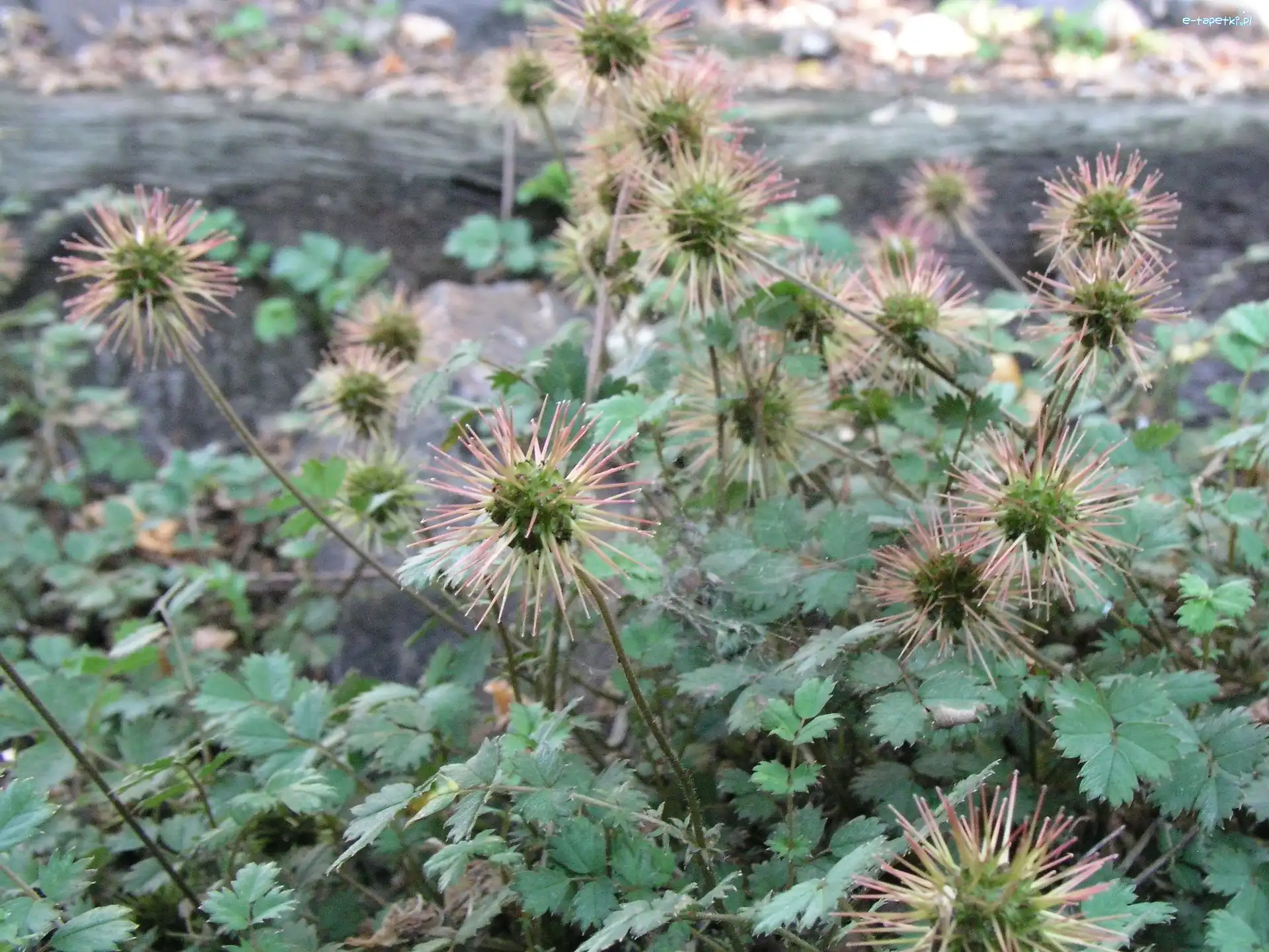 Aceny Buchanana, Owoce, Kolczaste