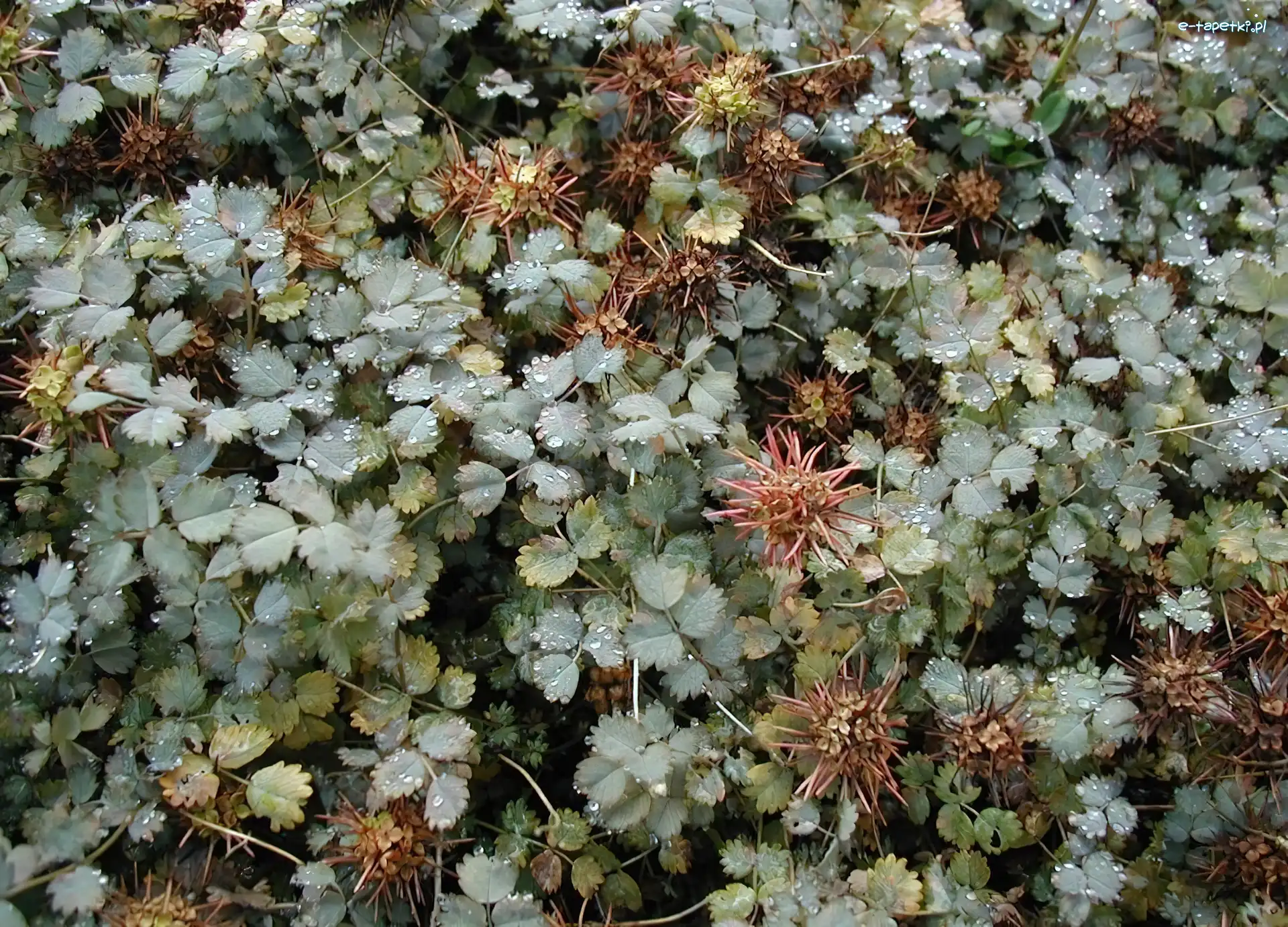 Acena Buchanana