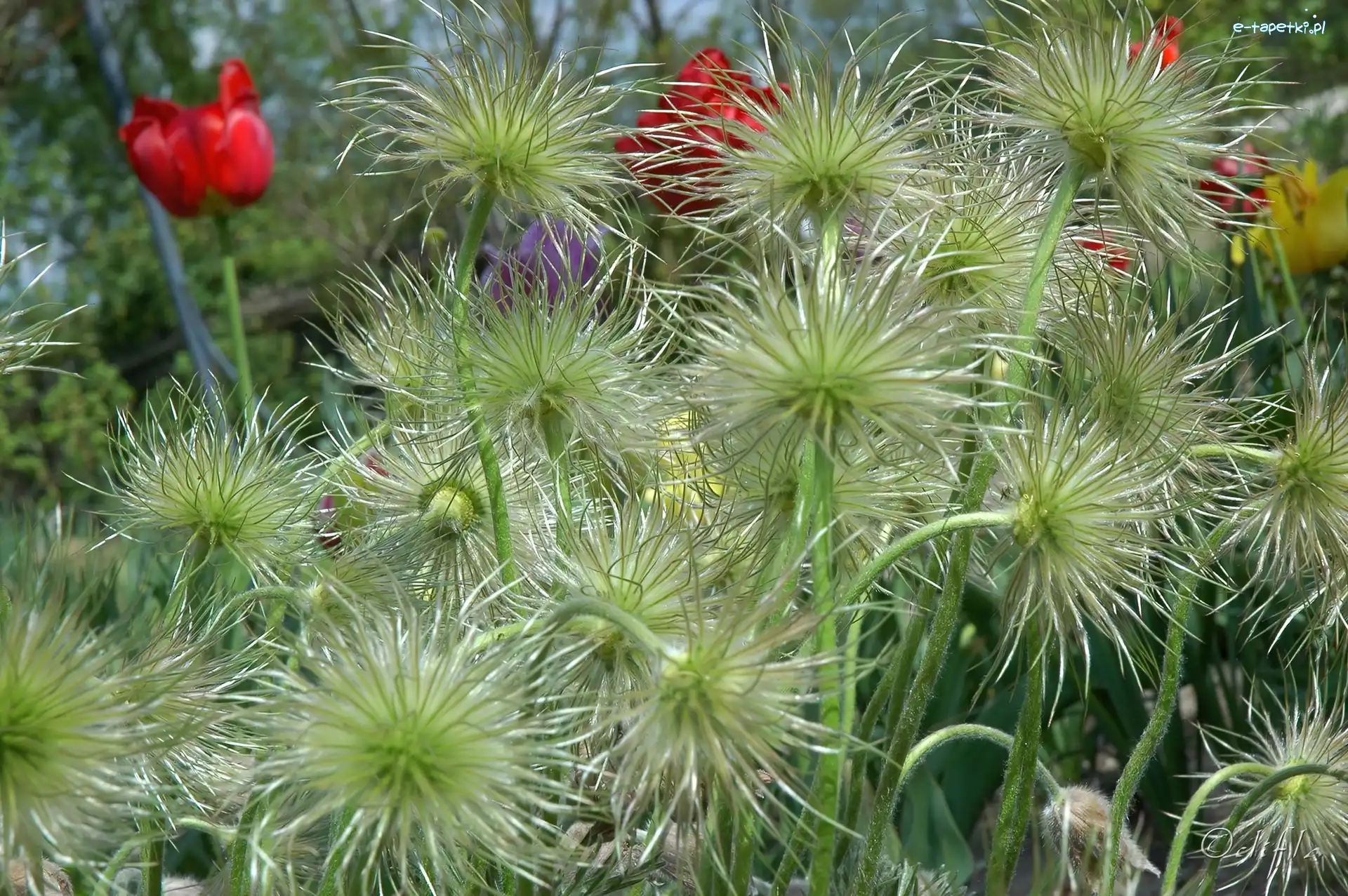 Sasanki, Owocostany