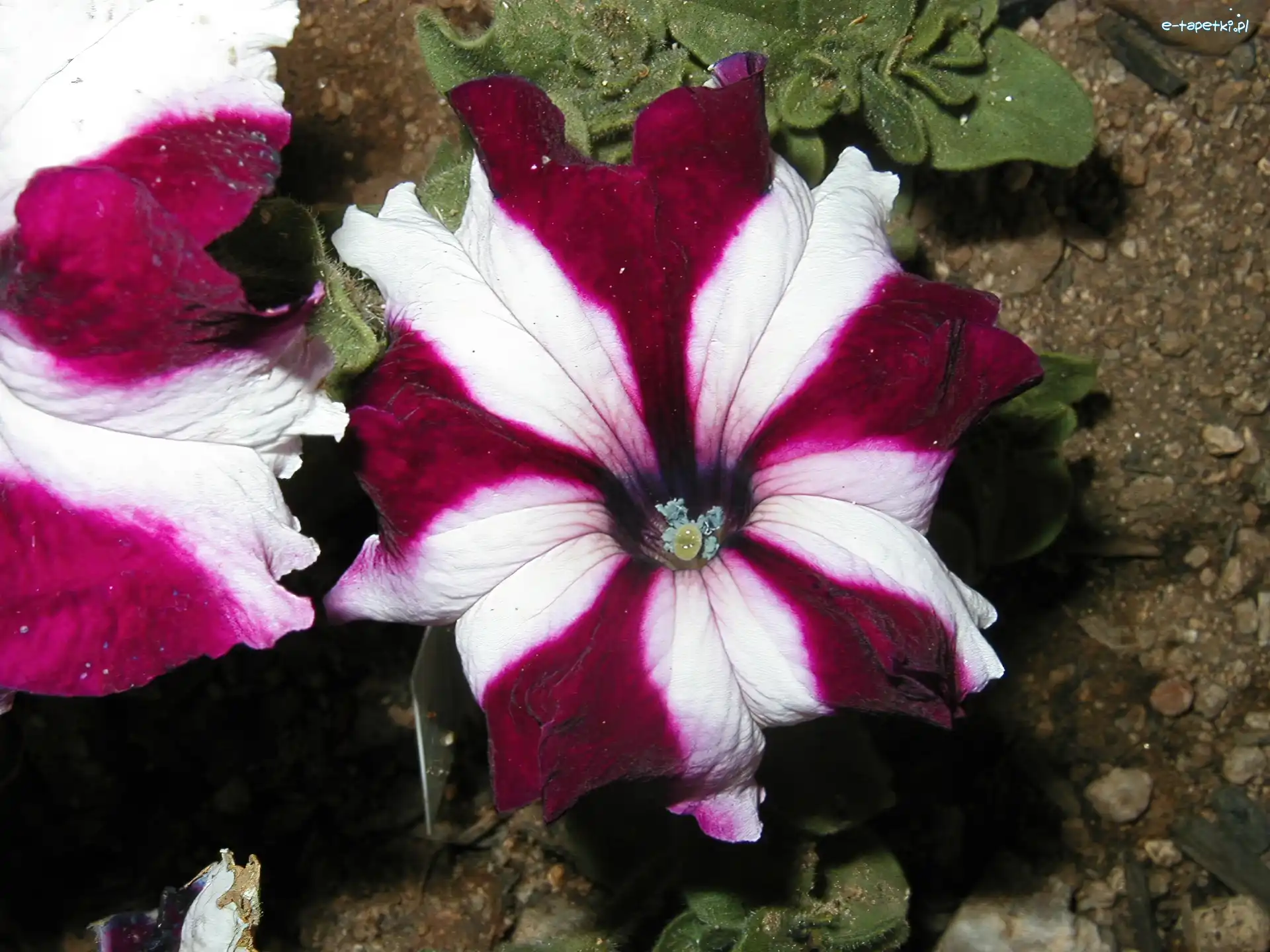 Petunia ogrodowa, Dwubarwna