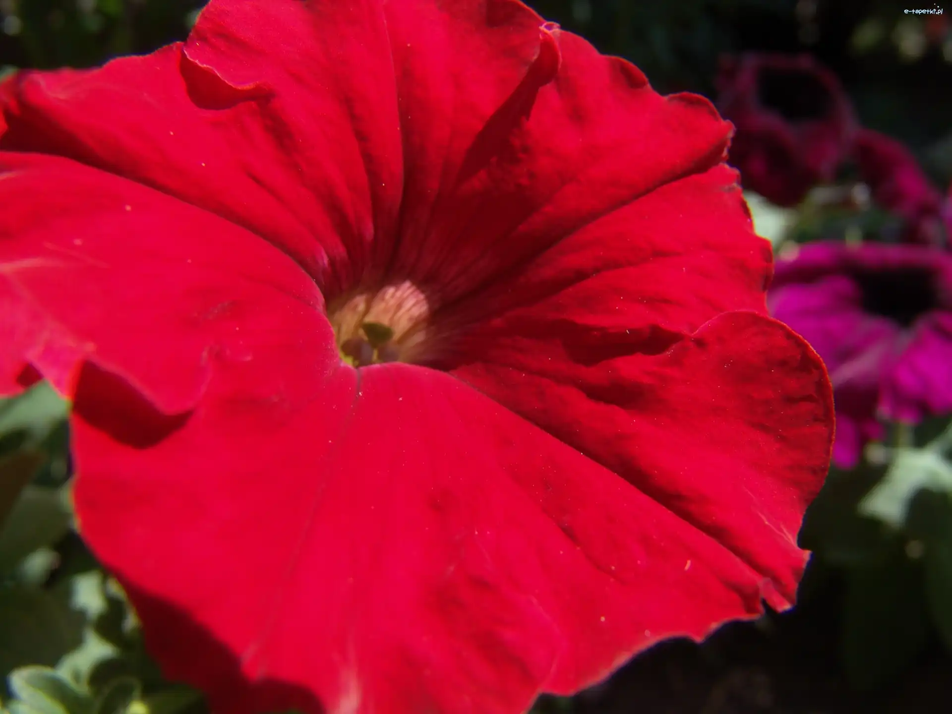 Petunia ogrodowa, Czerwona