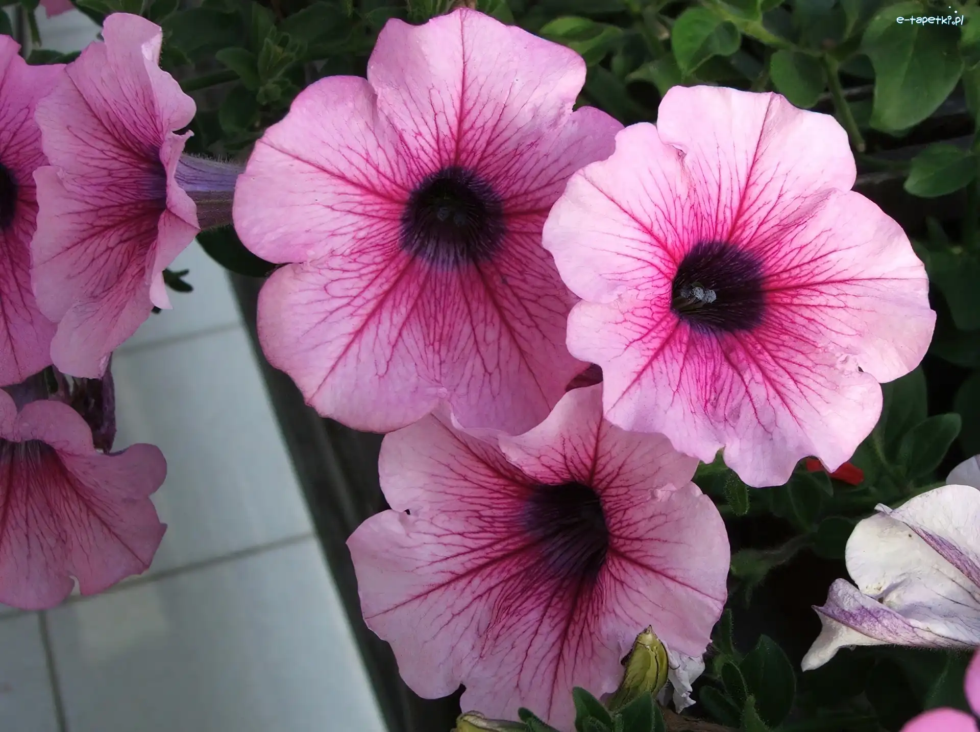 Petunia ogrodowa, Różowa