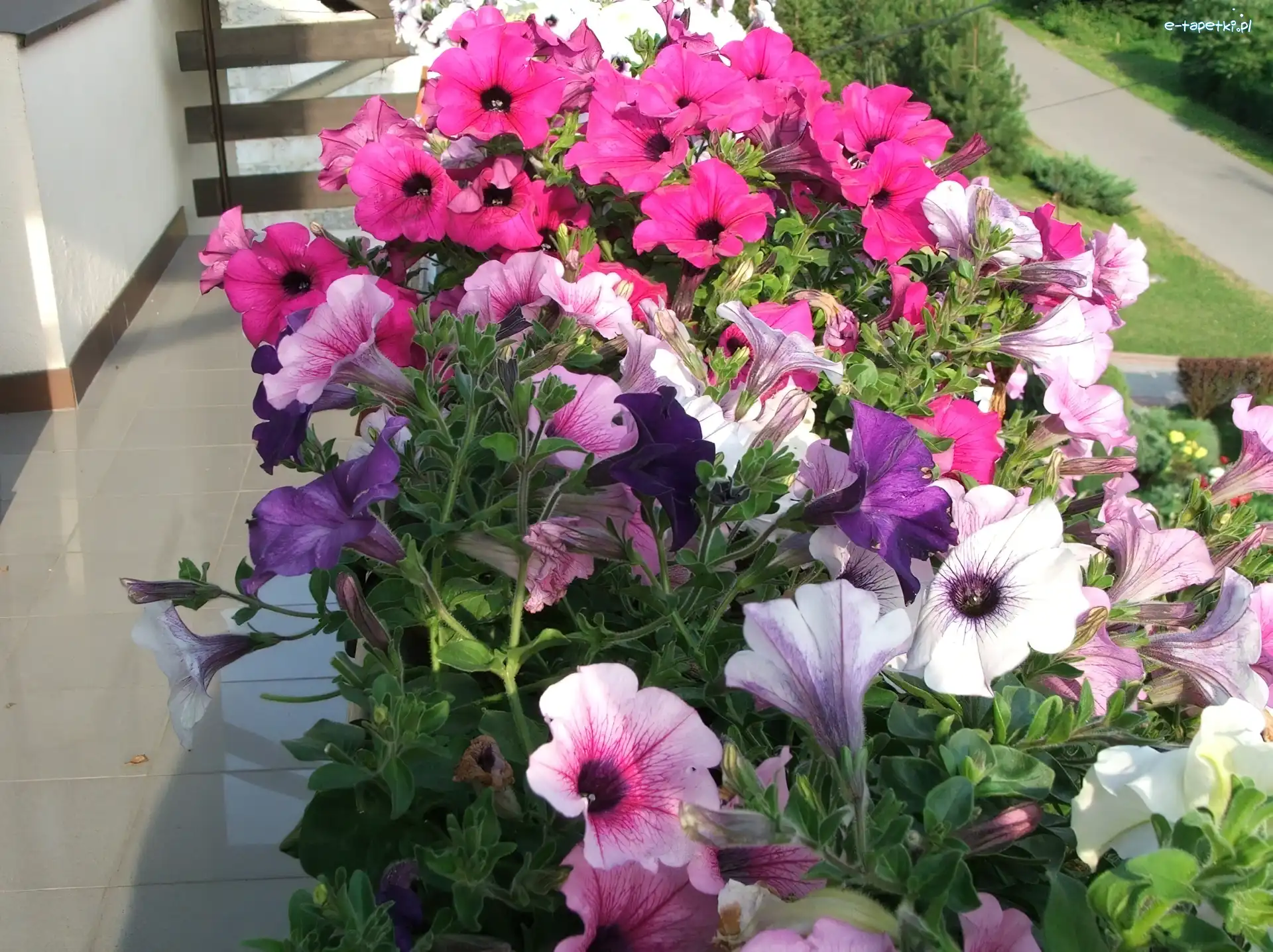 Balkon, Petunia ogrodowa