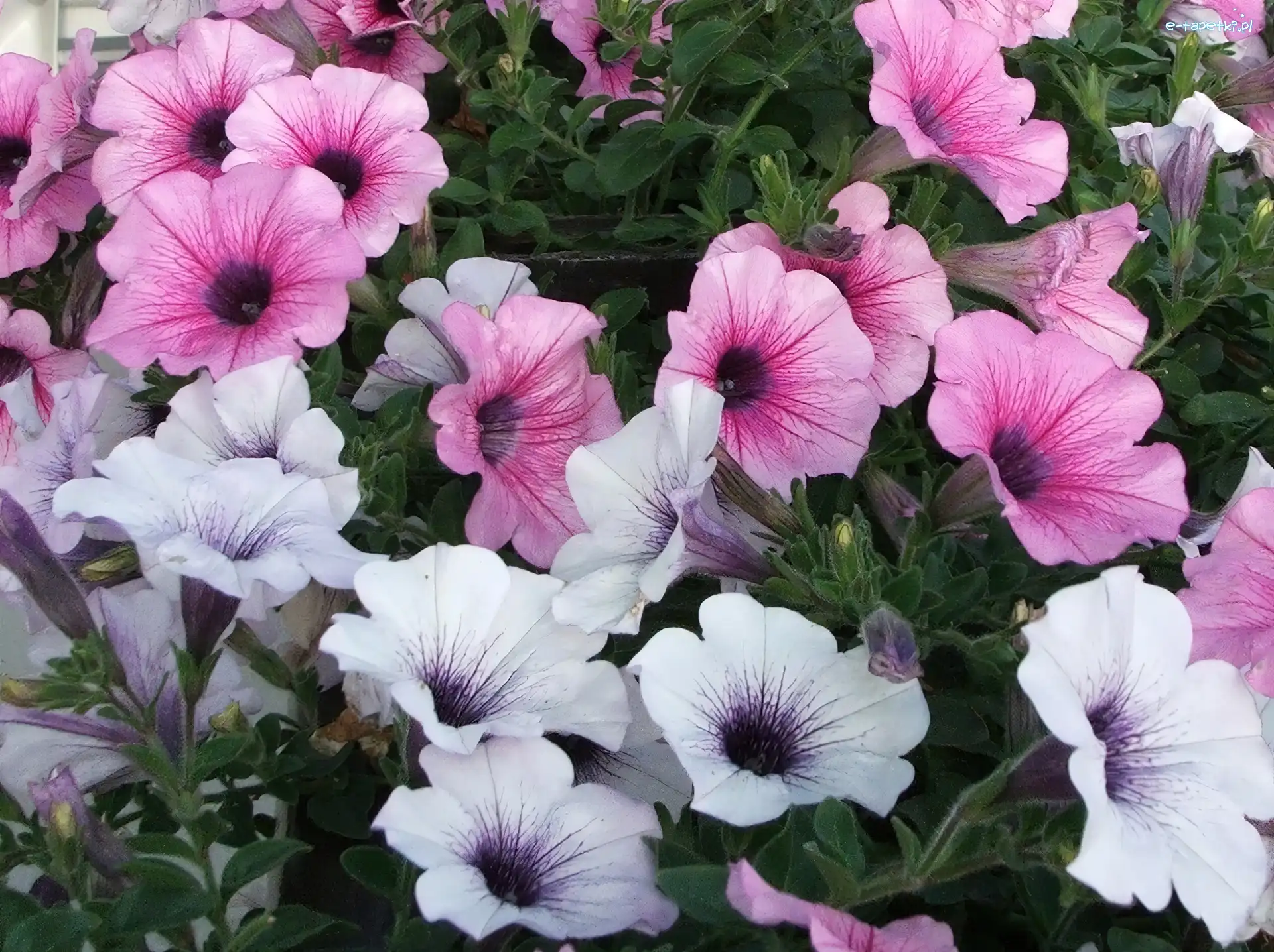 Petunia ogrodowa, Biała, Różowa