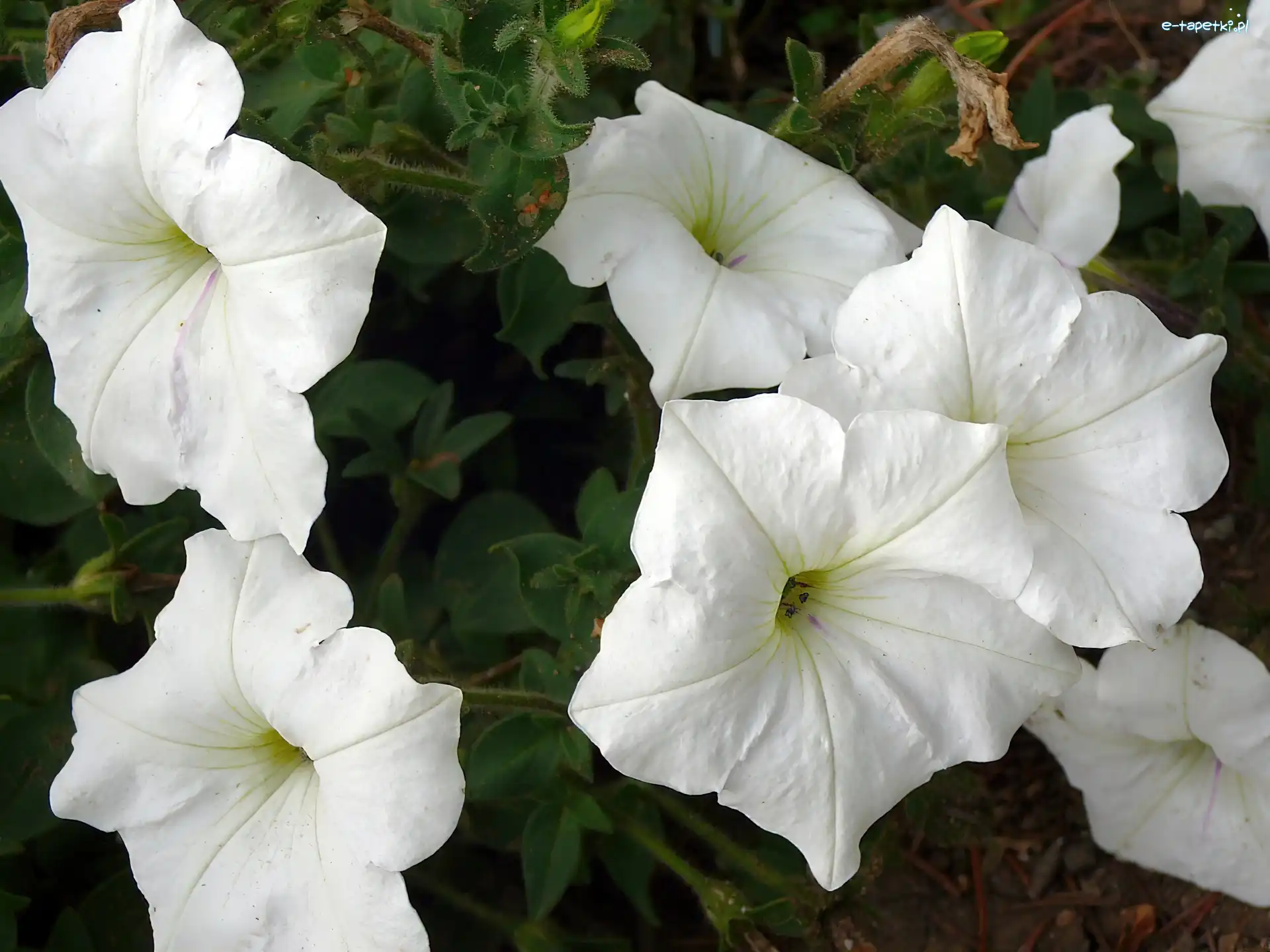 Petunia ogrodowa, Kwiatki, Białe