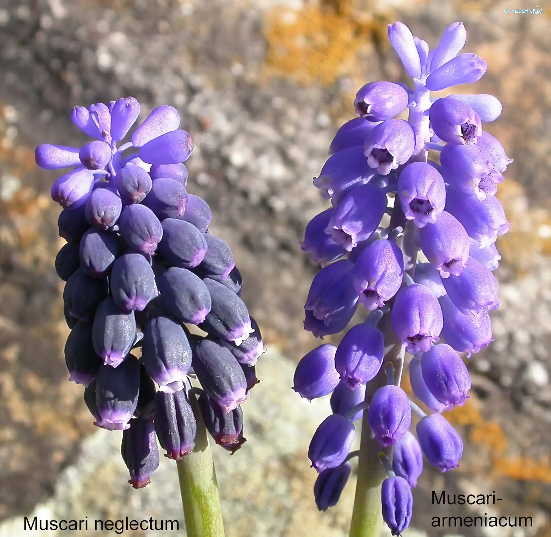 Muscari armeniacum, Muscari neglectum