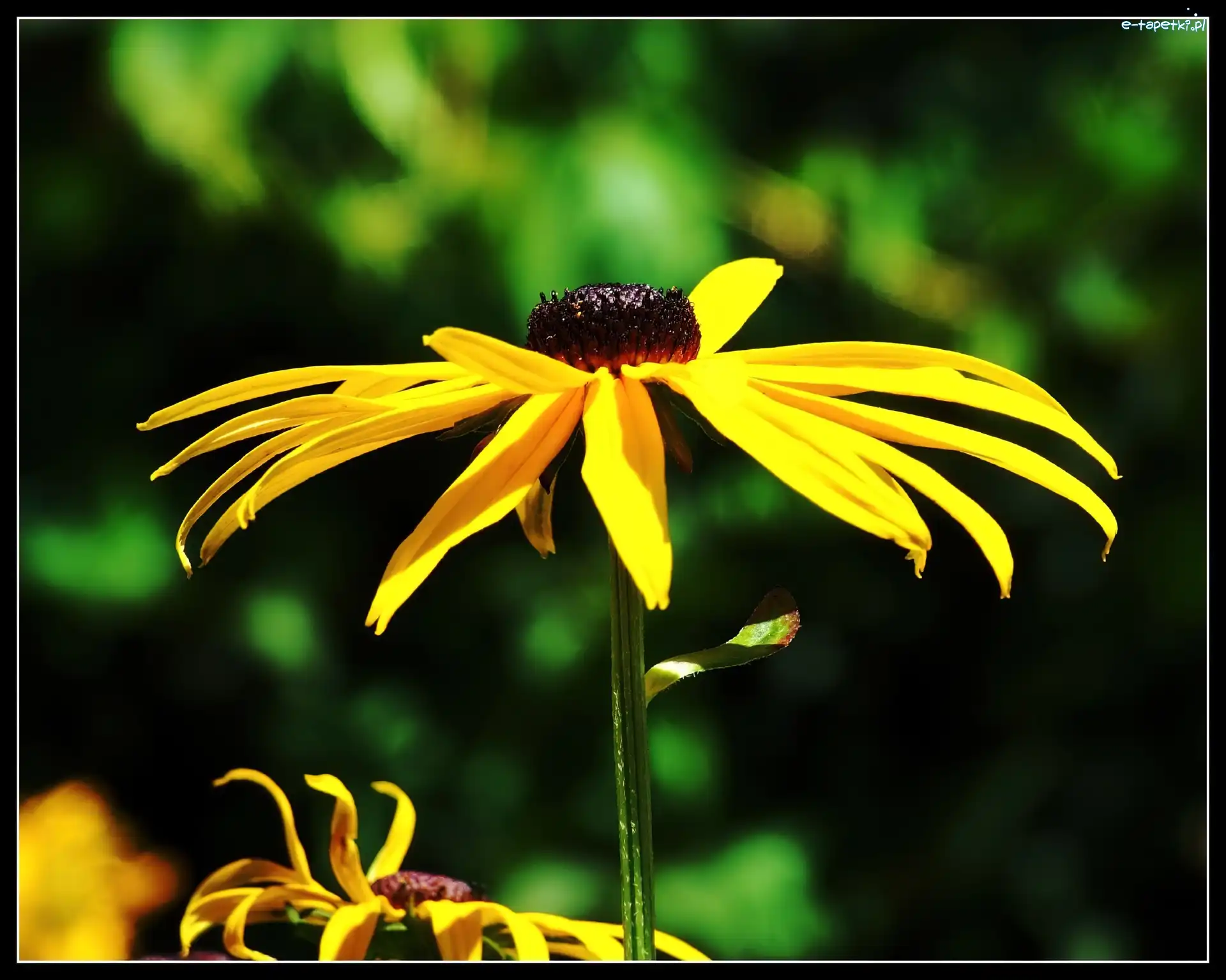 Rudbekia błyskotliwa