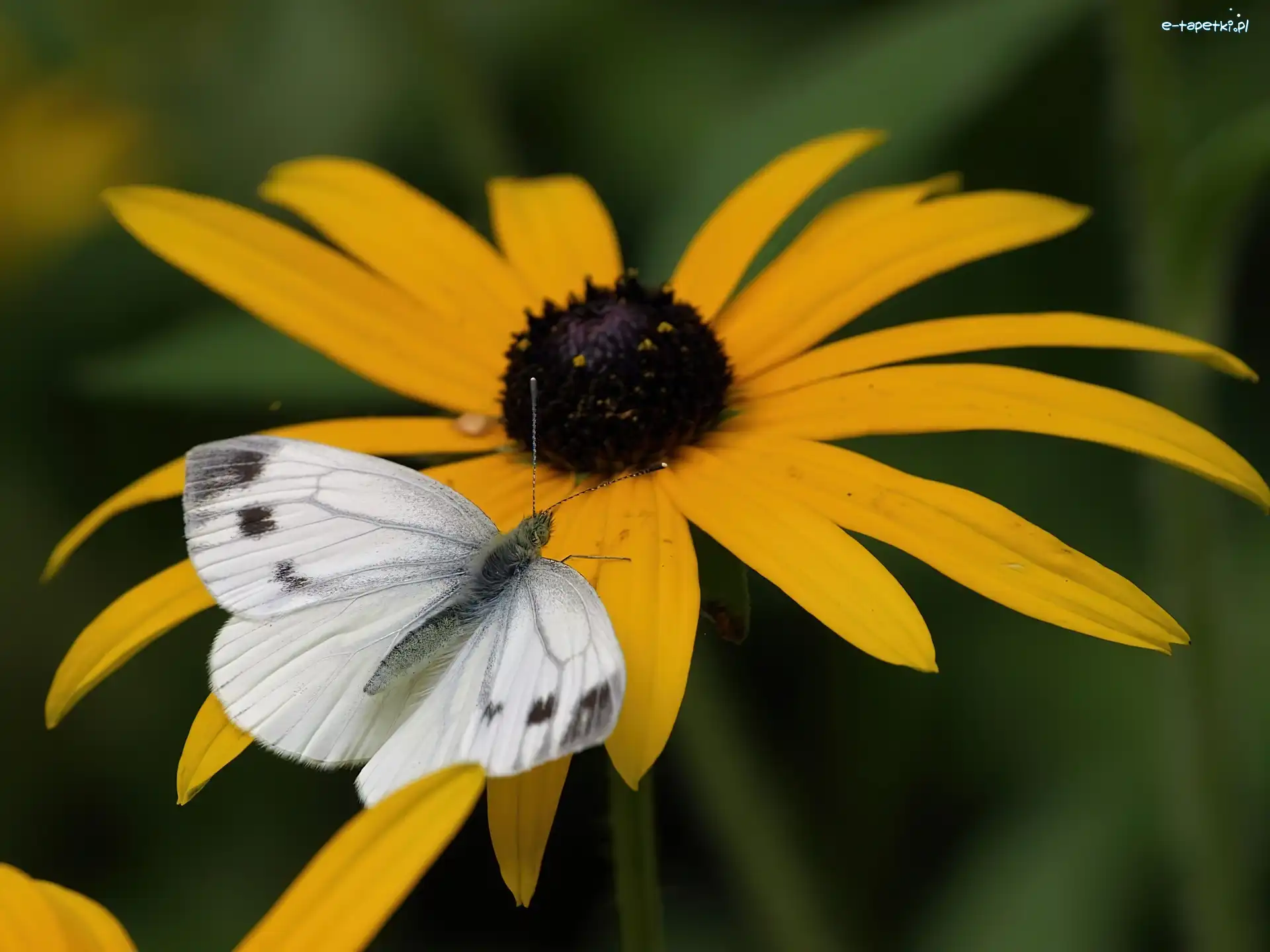 Motylek, Rudbekia błyskotliwa