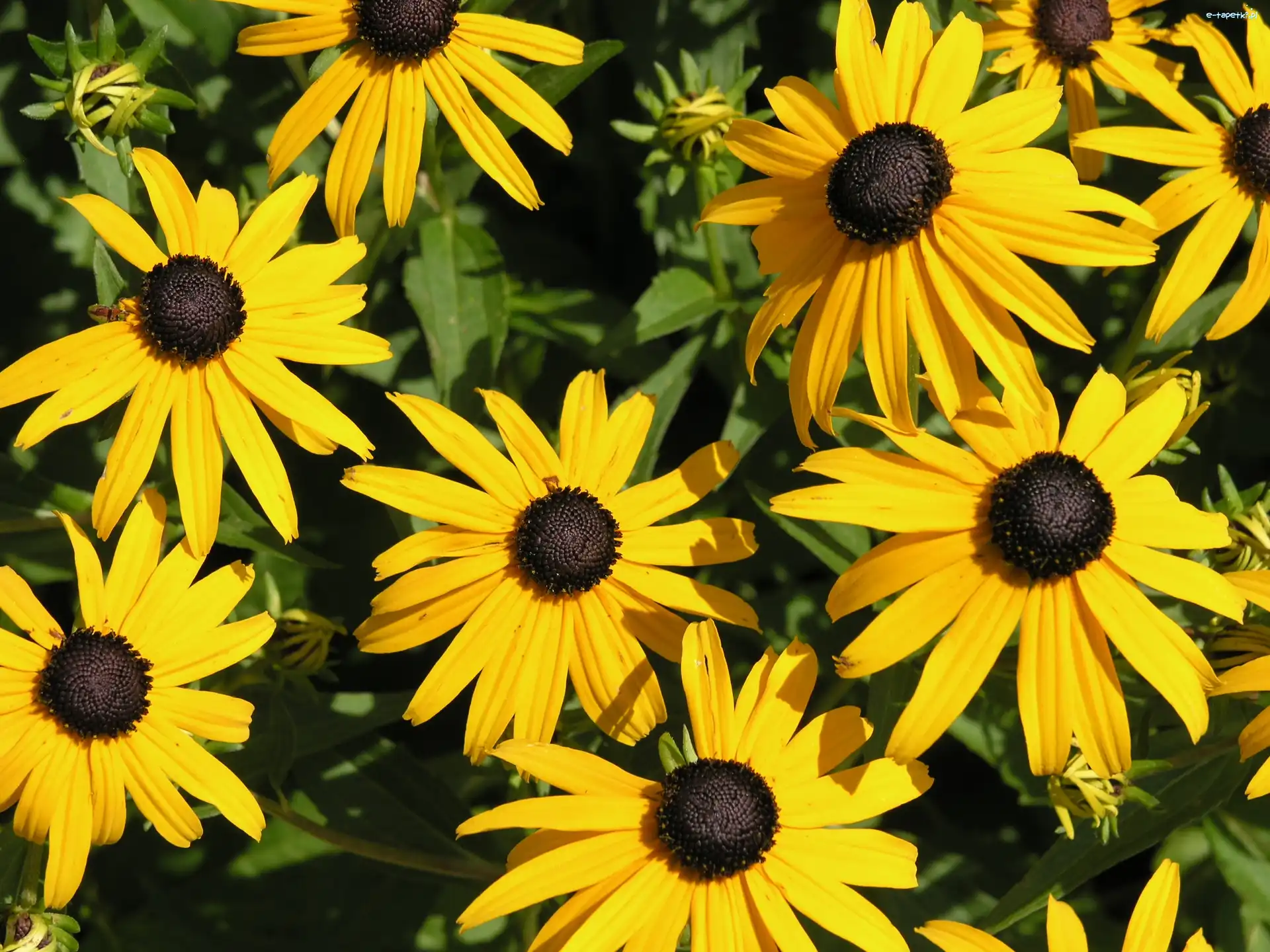 Rudbekia, Kwiatki, Żółte