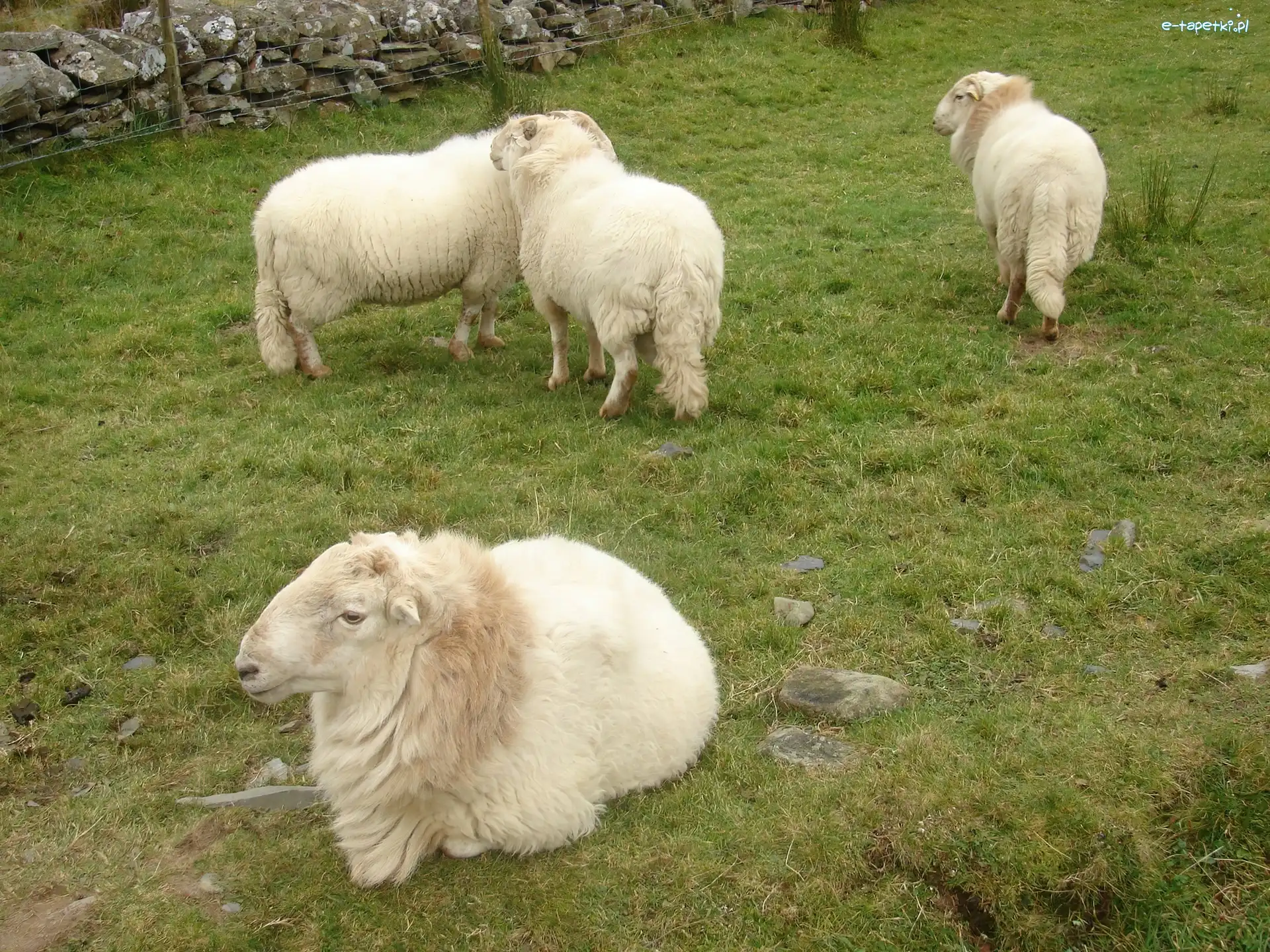 Trawa, Owce, Cztery