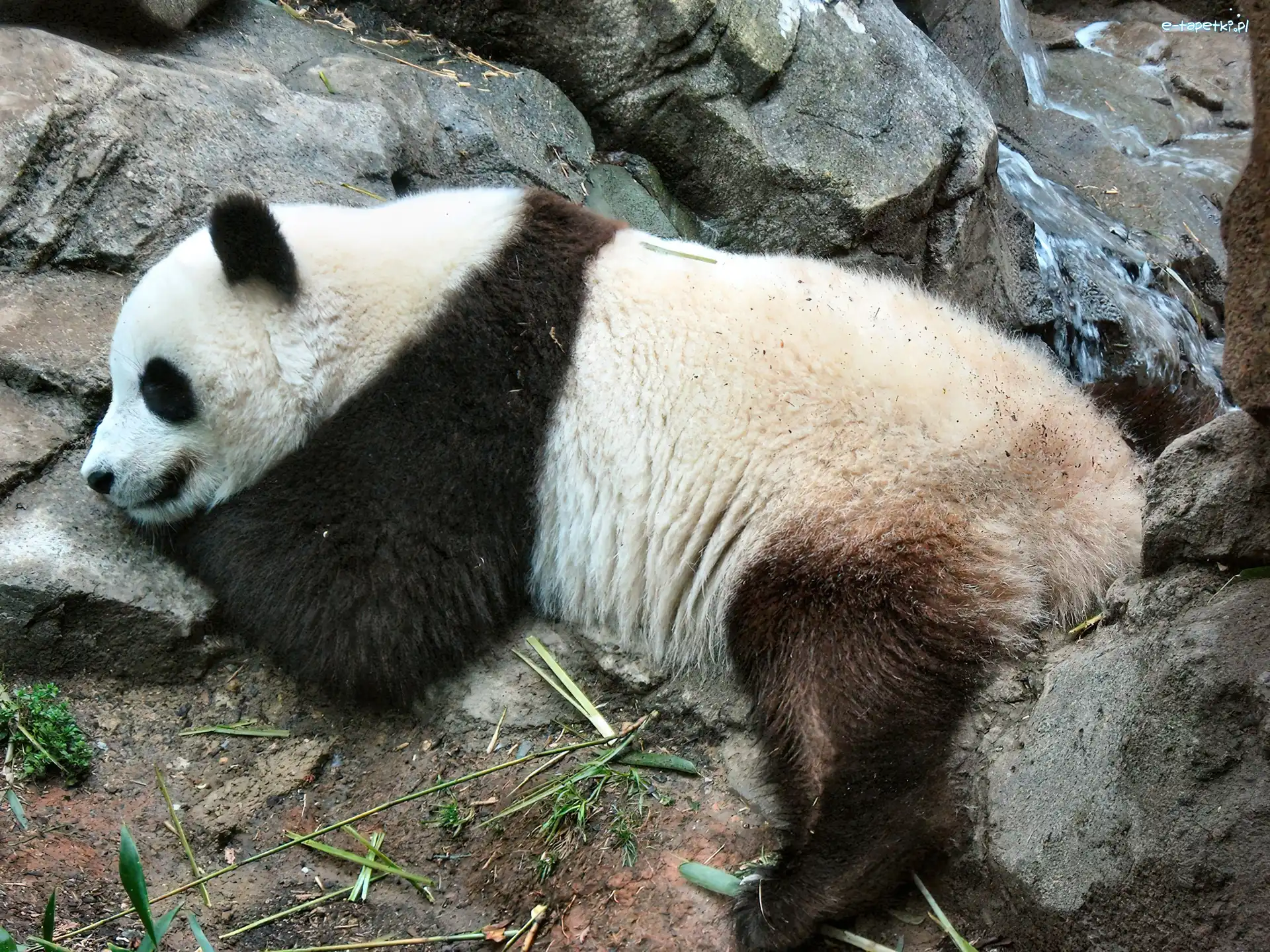 Panda, Wypoczywająca