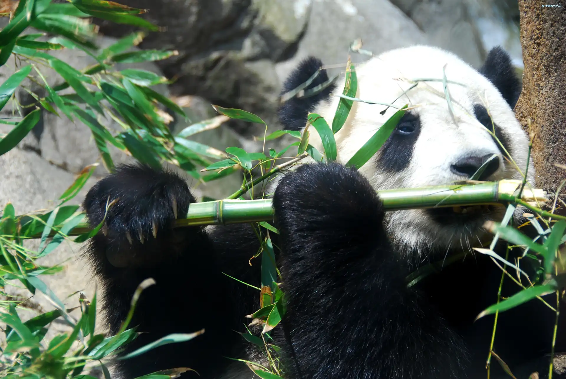 Bambus, Jedząca, Panda