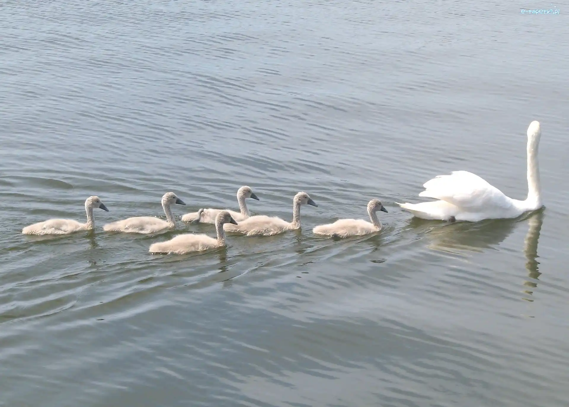 Pisklęta, Łabędzica
