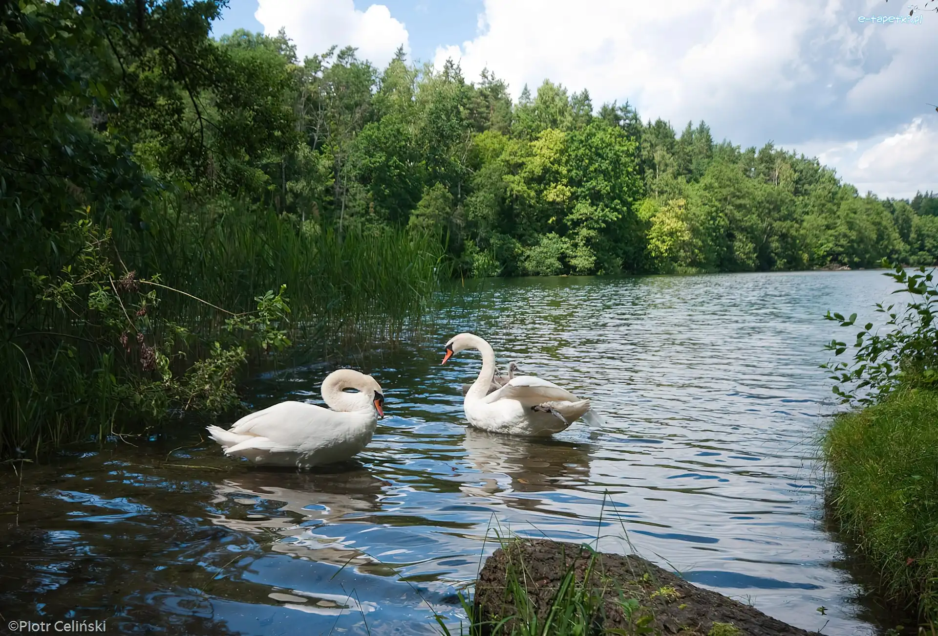 Łabędzie nieme, Dwa
