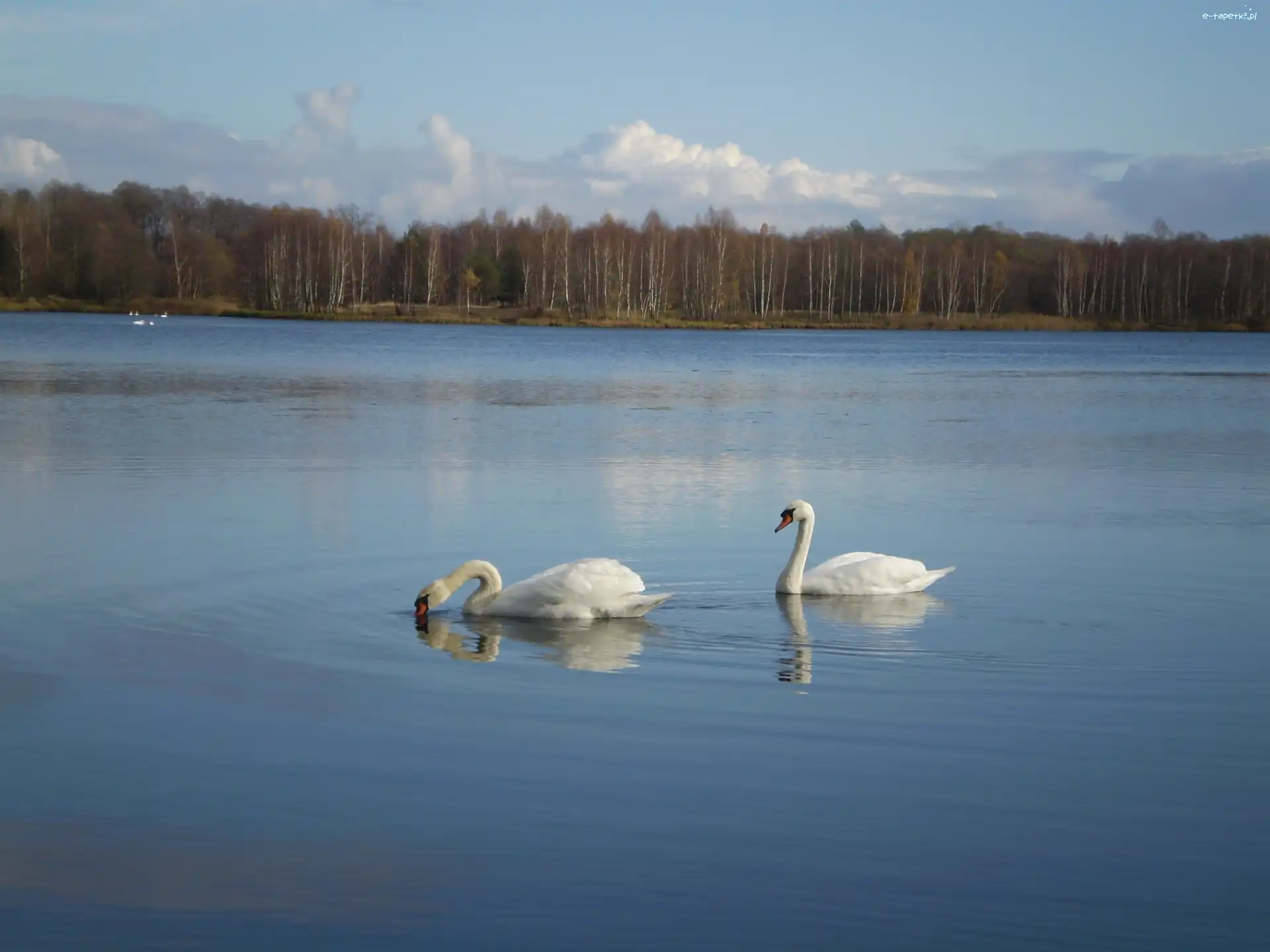 Łabędzie nieme, Drzewa, Jezioro, Dwa
